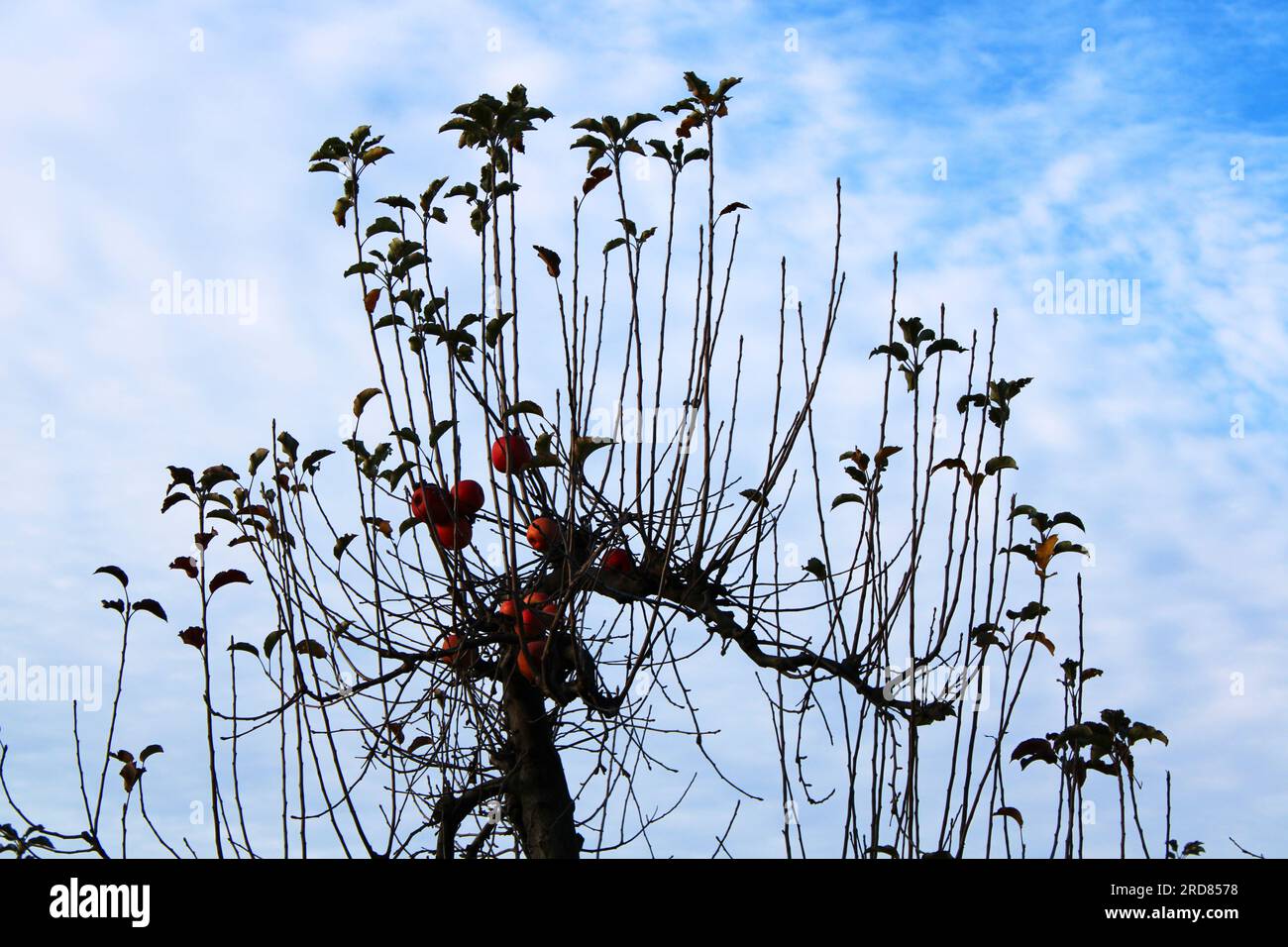 Apple tree in winter with dry branches and some fruits Stock Photo Alamy