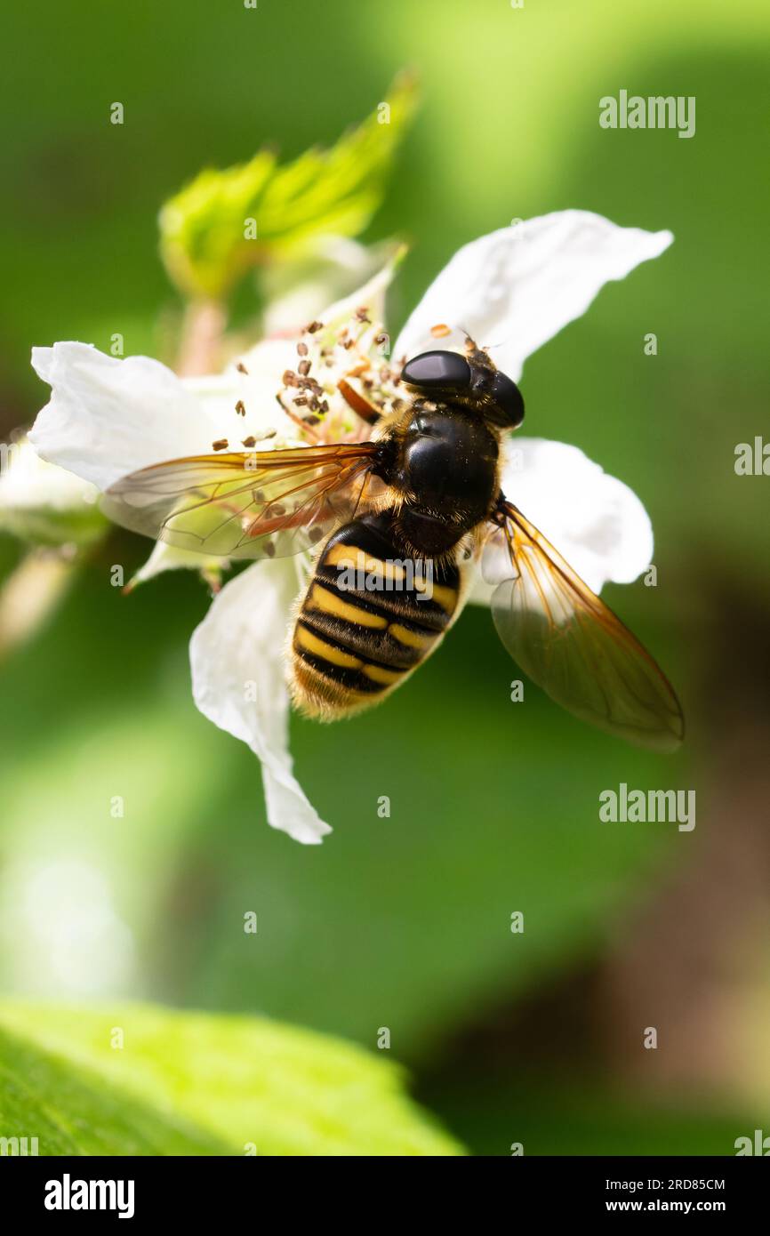 Sericomyia silentis hoverfly at rest on a leaf. Stock Photo