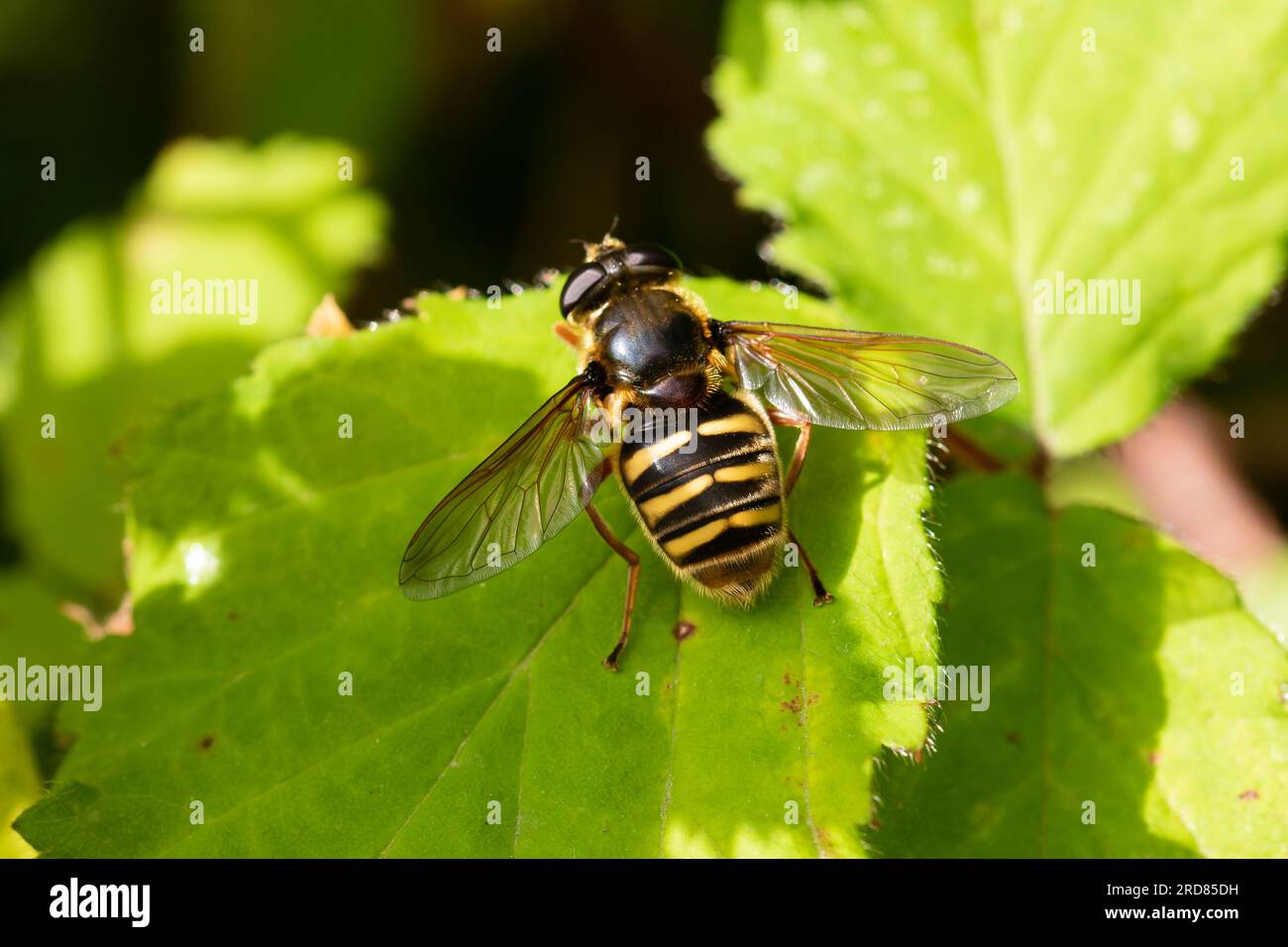 Sericomyia silentis hoverfly at rest on a leaf. Stock Photo