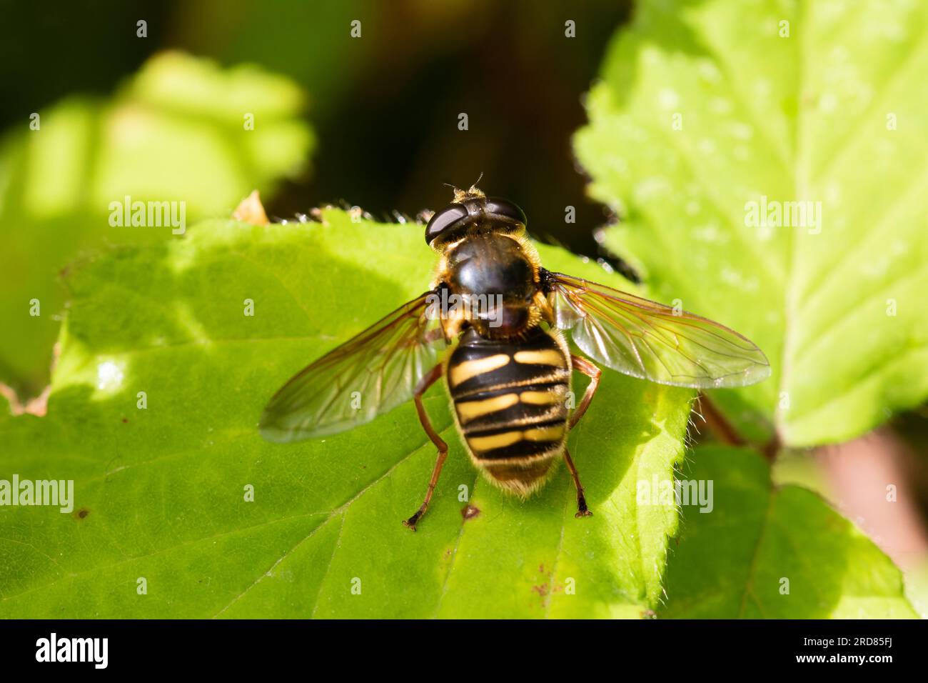 Sericomyia silentis hoverfly at rest on a leaf. Stock Photo
