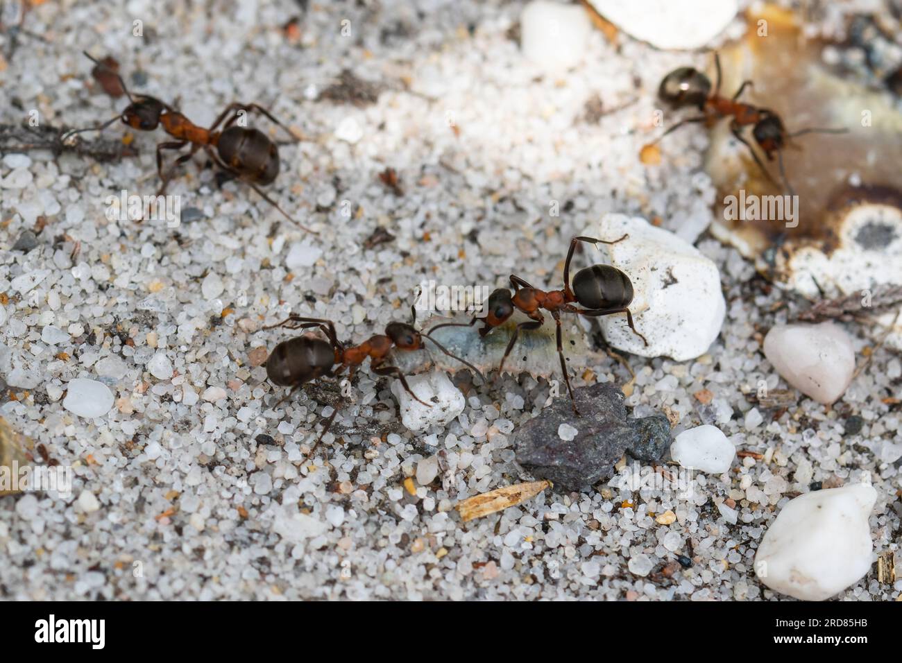 Formica rufa, also known as the red wood ant, southern wood ant, or ...