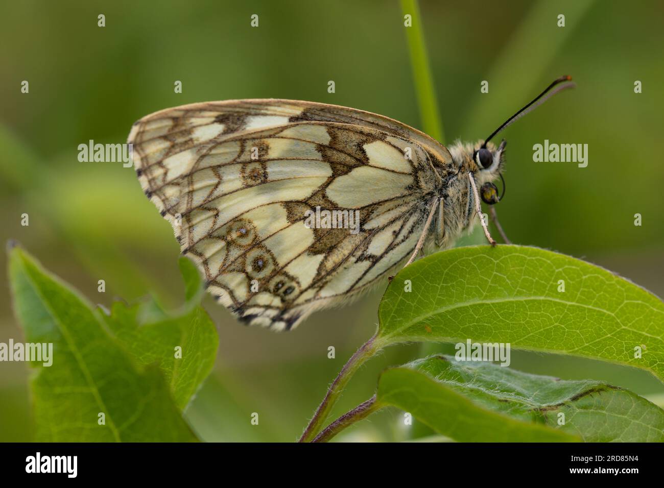 Melanargia galathea, the marbled white butterfly. Stock Photo