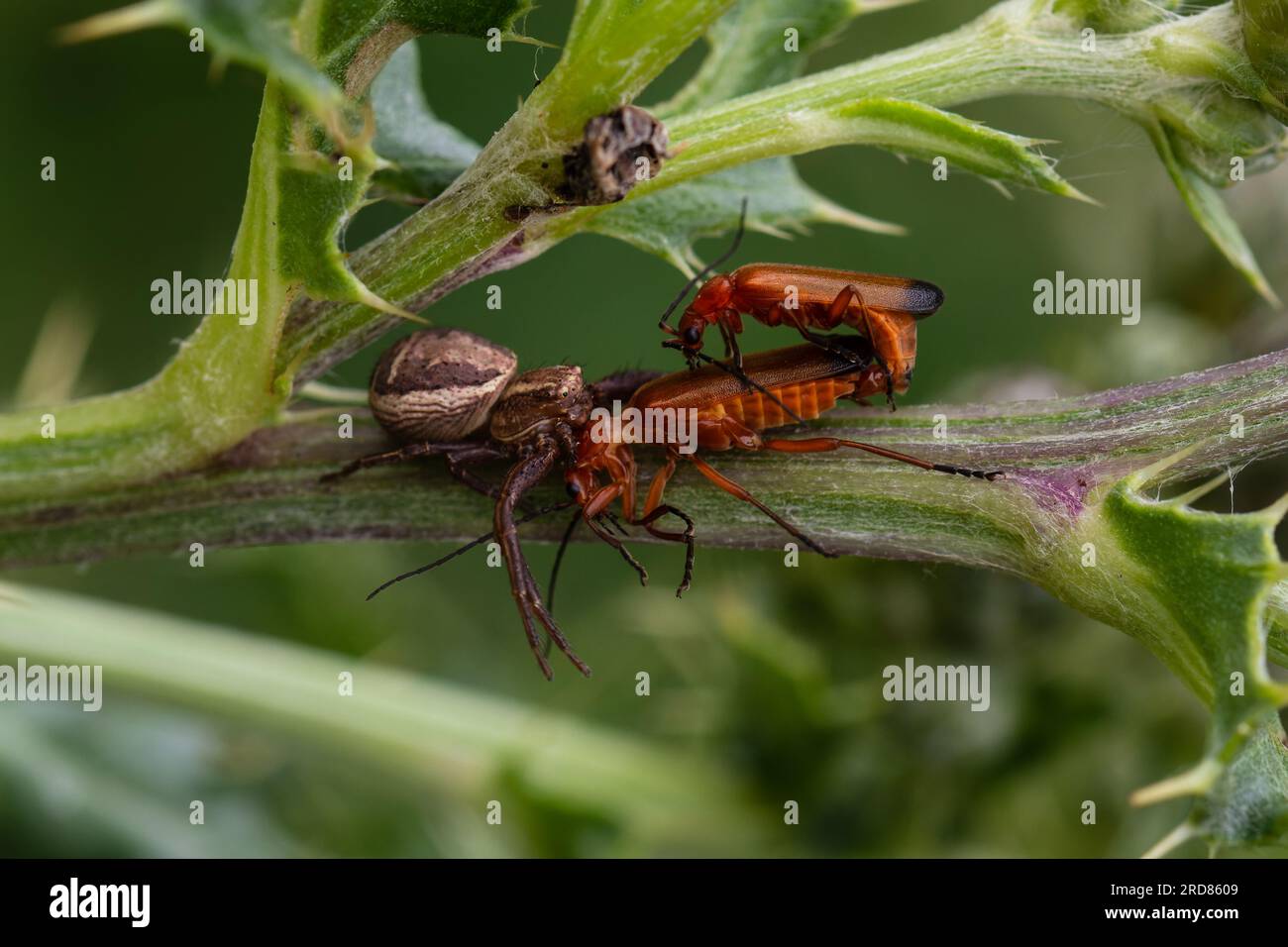 A flower crab spider, Misumena vatia, also known as the goldenrod crab