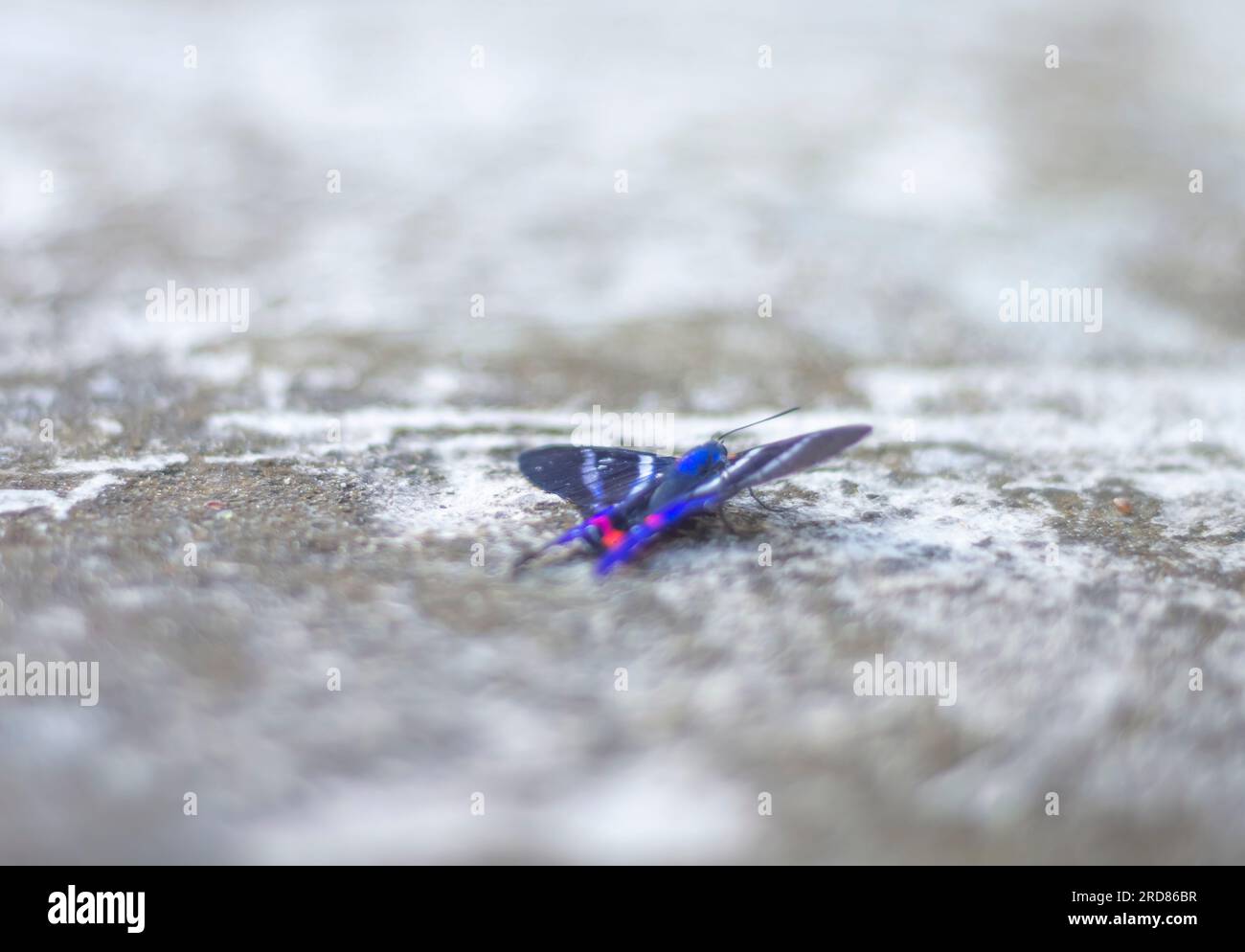 Fake butterfly white hi-res stock photography and images - Page 2 - Alamy