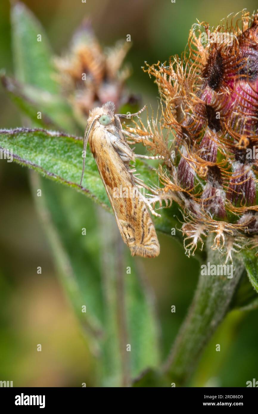 Eucosma cana, the Hoary Belle moth, resting on a flower head during daylight. Stock Photo
