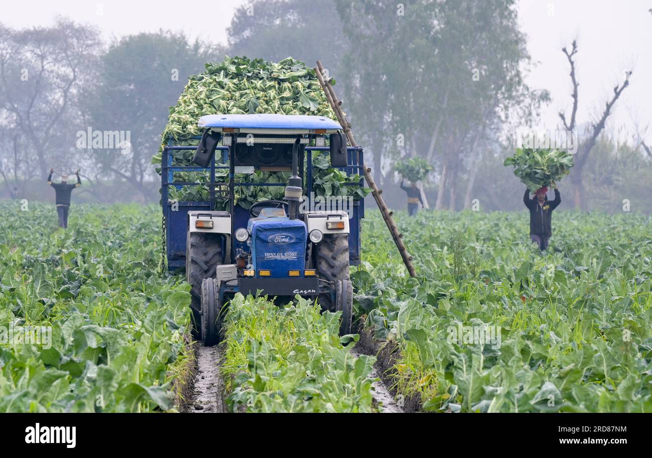 INDIA, Punjab, Kapurthala, farming, cauliflower harvest / INDIEN