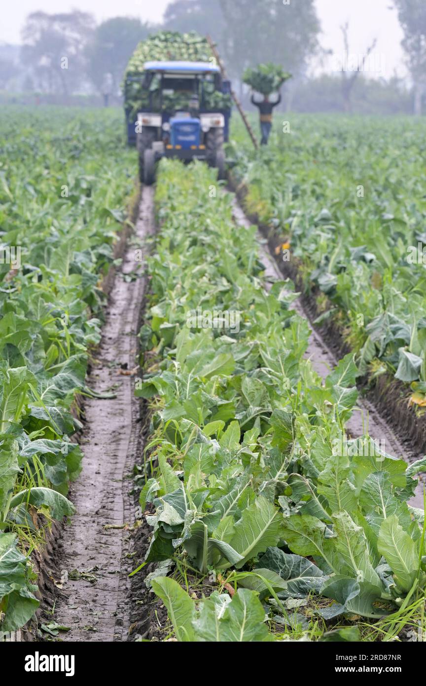 INDIA, Punjab, Kapurthala, farming, cauliflower harvest / INDIEN