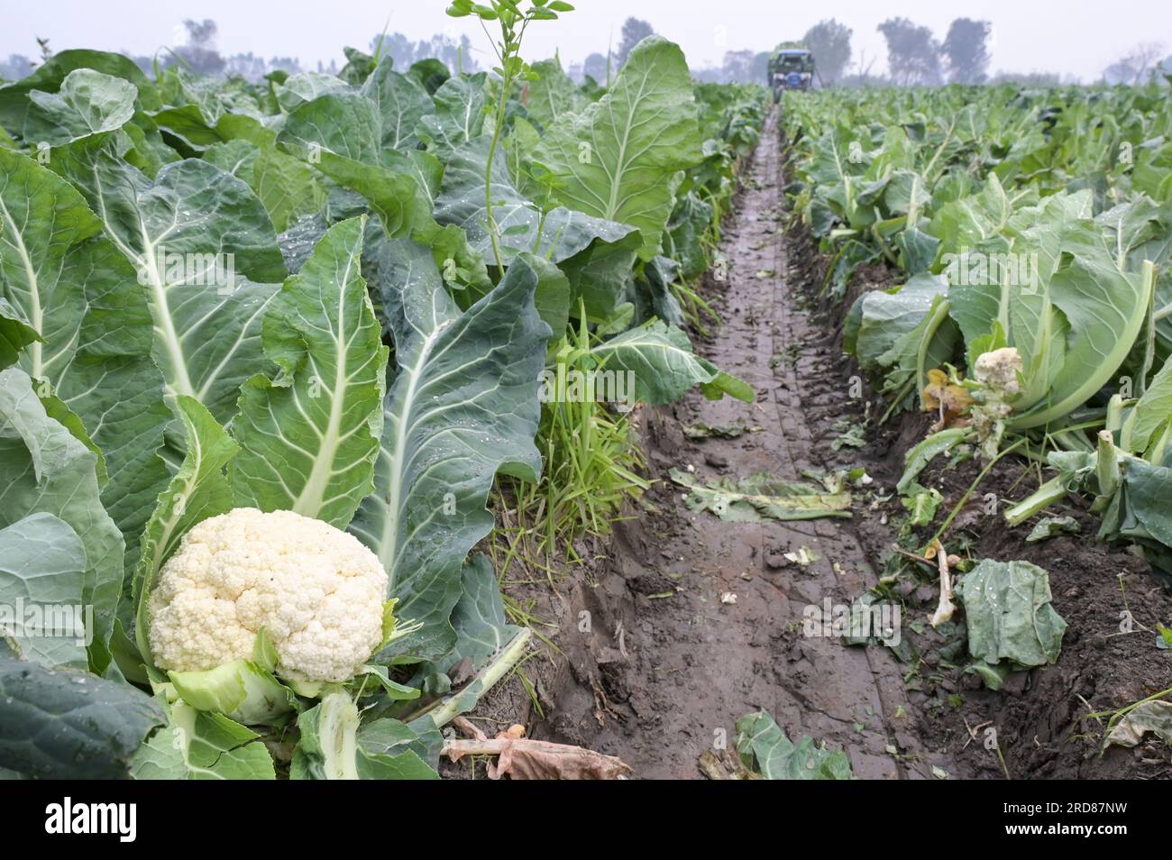 INDIA, Punjab, Kapurthala, farming, cauliflower harvest / INDIEN