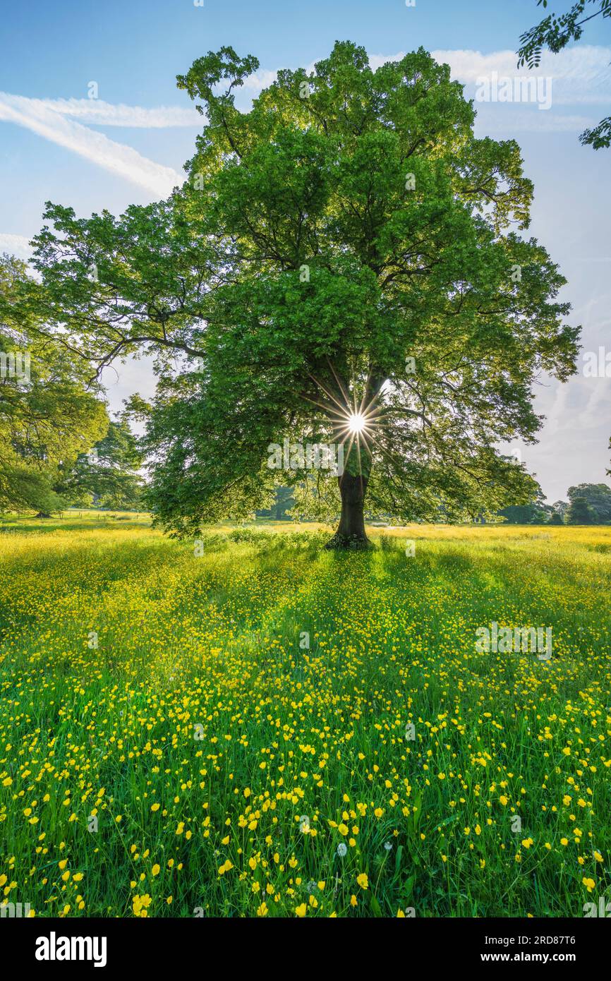 Yellow buttercups growing in wild flower meadow with green trees and blue sky, Newbury, Berkshire, England, United Kingdom, Europe Stock Photo