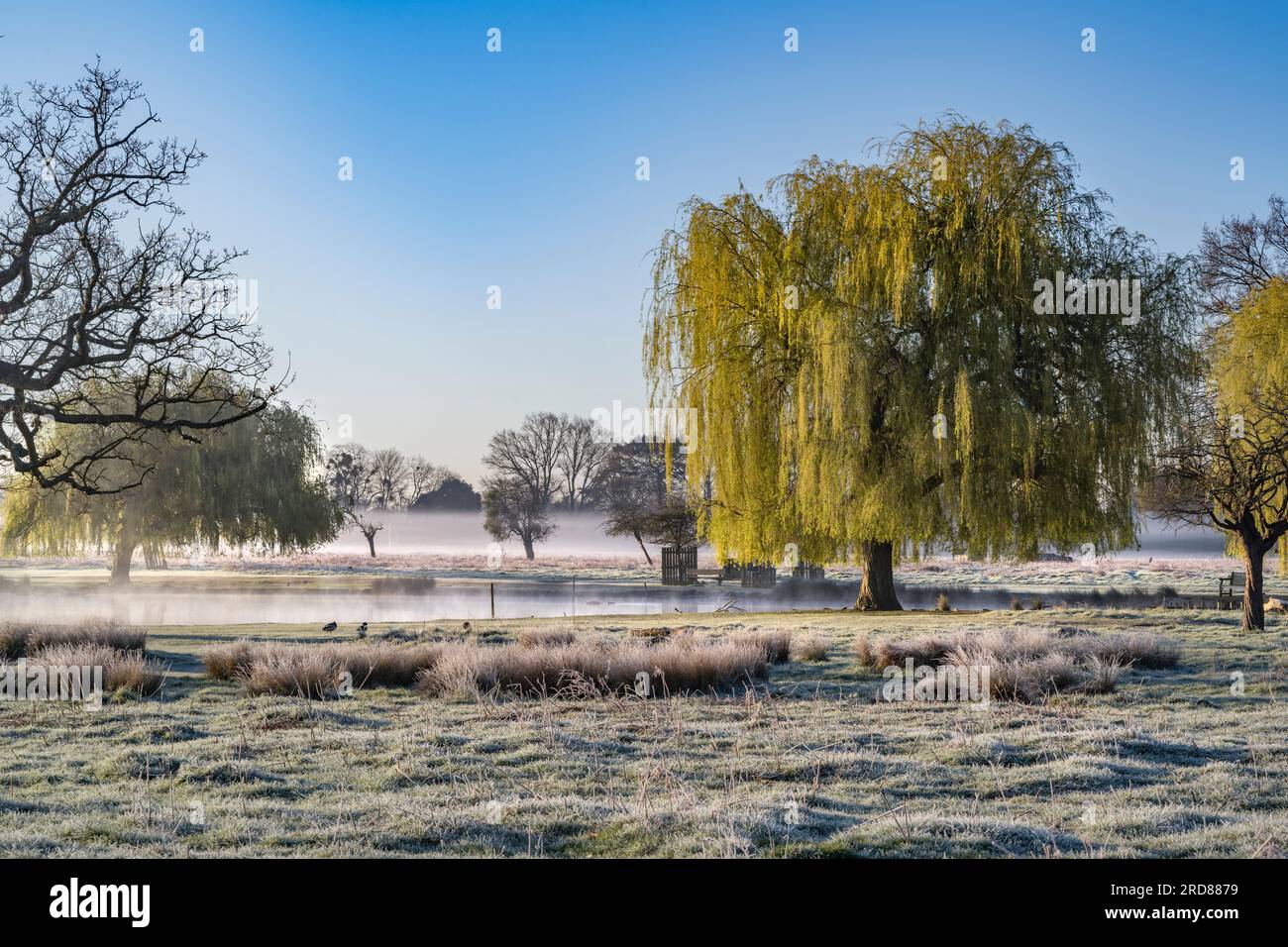 Natures wonderland of frost mist and sunshine with the magificent Weeping Willow tree next to a pond Stock Photo