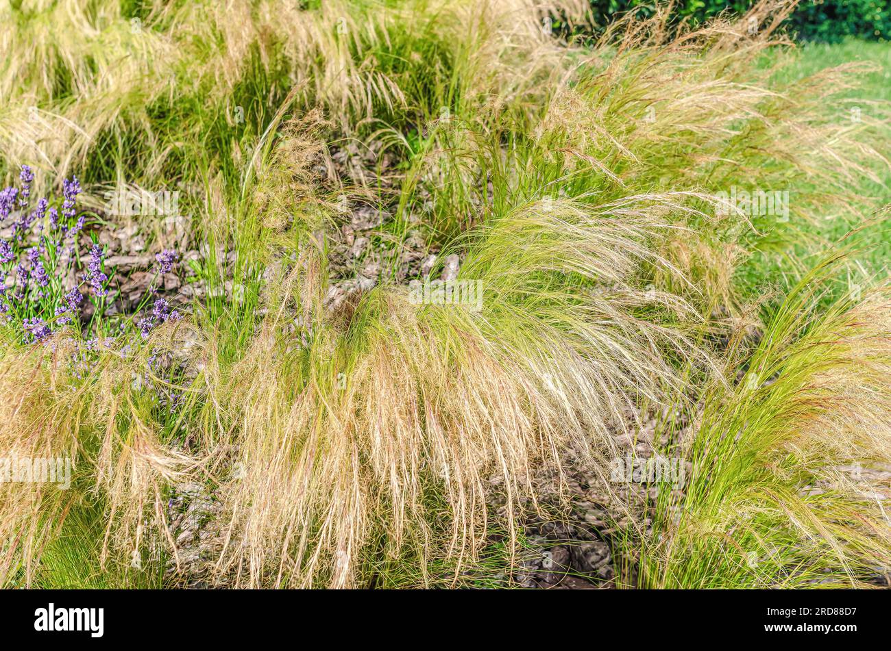 Yellow steppe grass feather grass. Grass background Stock Photo Alamy