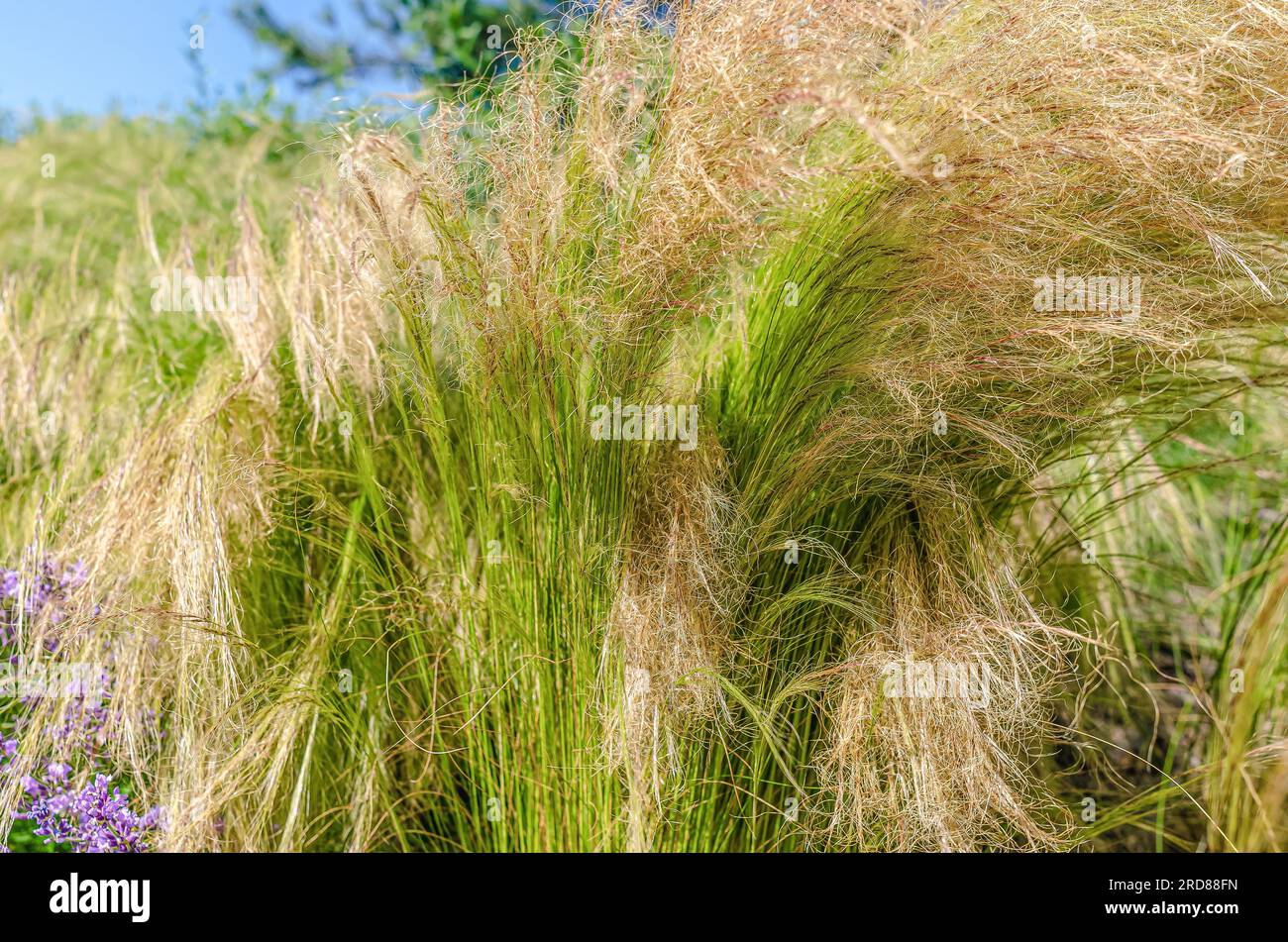 Yellow steppe grass feather grass. Grass background Stock Photo Alamy