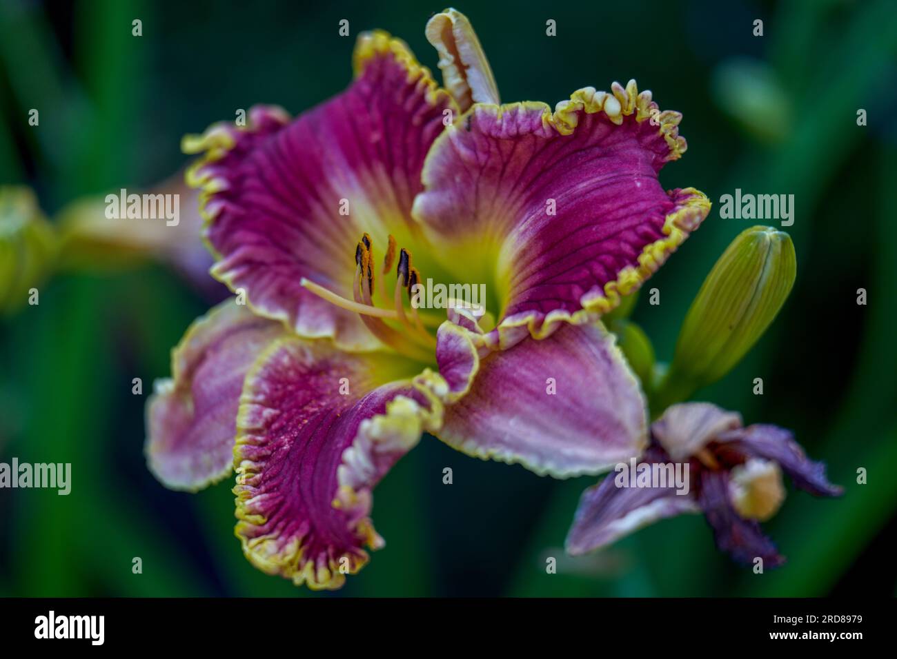 Lush,colorful vivid purple pink day lily flower close up Stock Photo