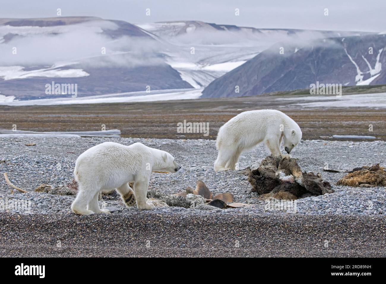 Two young scavenging polar bears (Ursus maritimus) feeding on carcass of dead stranded whale along the Svalbard coast, Spitsbergen, Norway Stock Photo