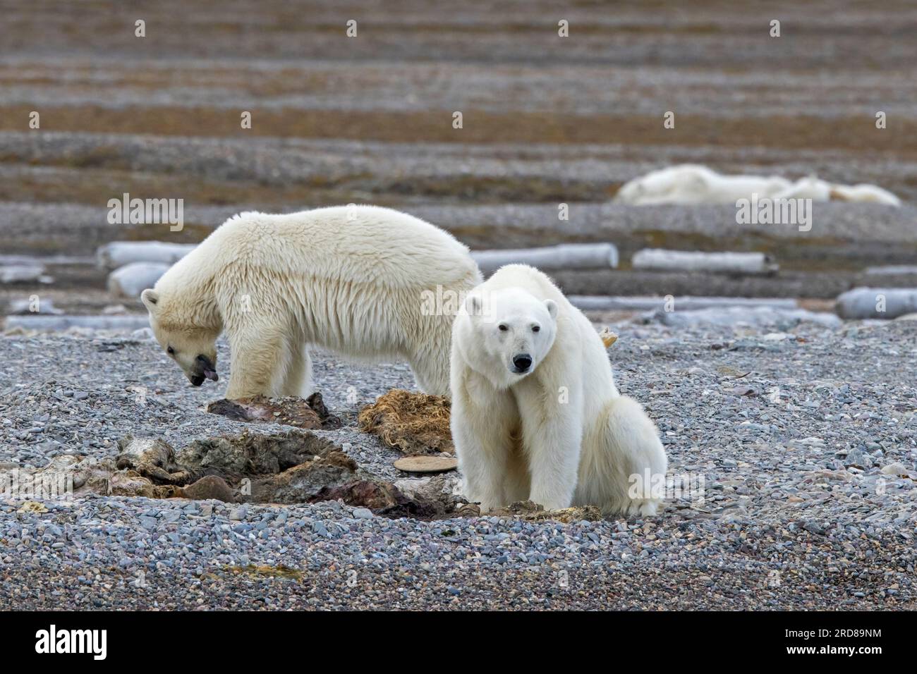 Two young scavenging polar bears (Ursus maritimus) feeding on carcass of dead stranded whale along the Svalbard coast, Spitsbergen, Norway Stock Photo