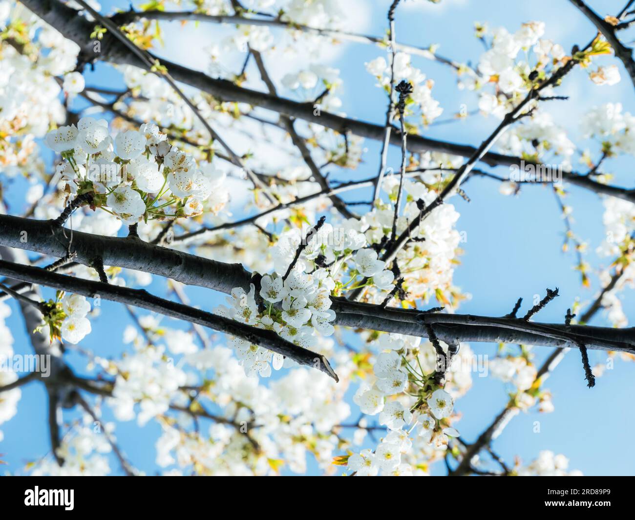 Delicate cherry blossoms capture Japan's springtime beauty Stock Photo ...