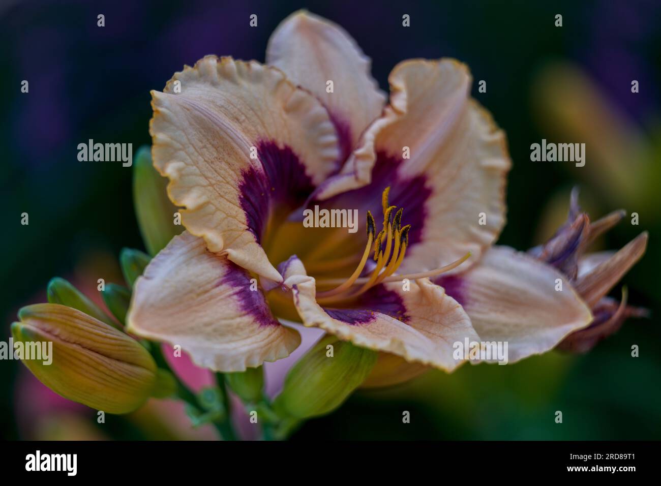 Lush,colorful vivid day lily flower close up Stock Photo