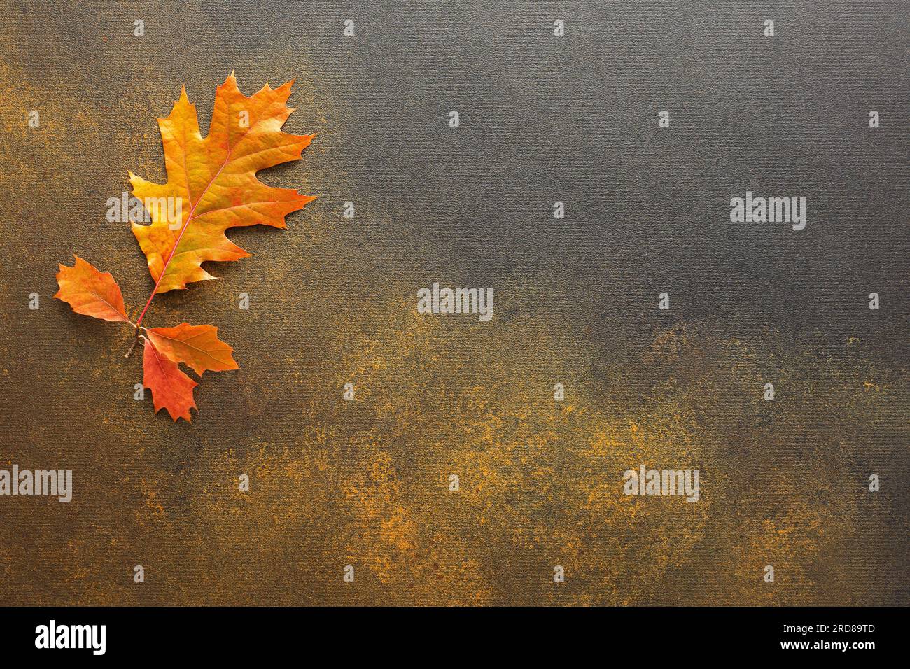 Autumn background with Quercus rubra leaves, the transition from summer ...