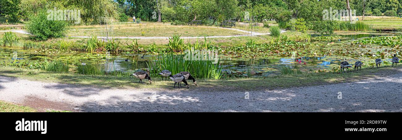 wild geese at the water lily pond in the botanic garden Bergianska in Stockholm, Sweden Stock Photo