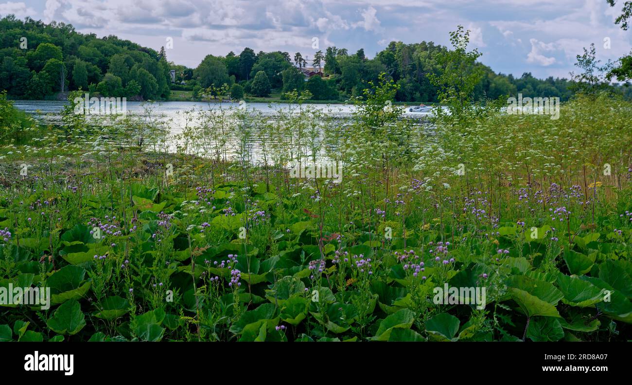 landscape at lake Brunnsviken at the botanical garden Bergianska in Stockholm in summer, Sweden Stock Photo