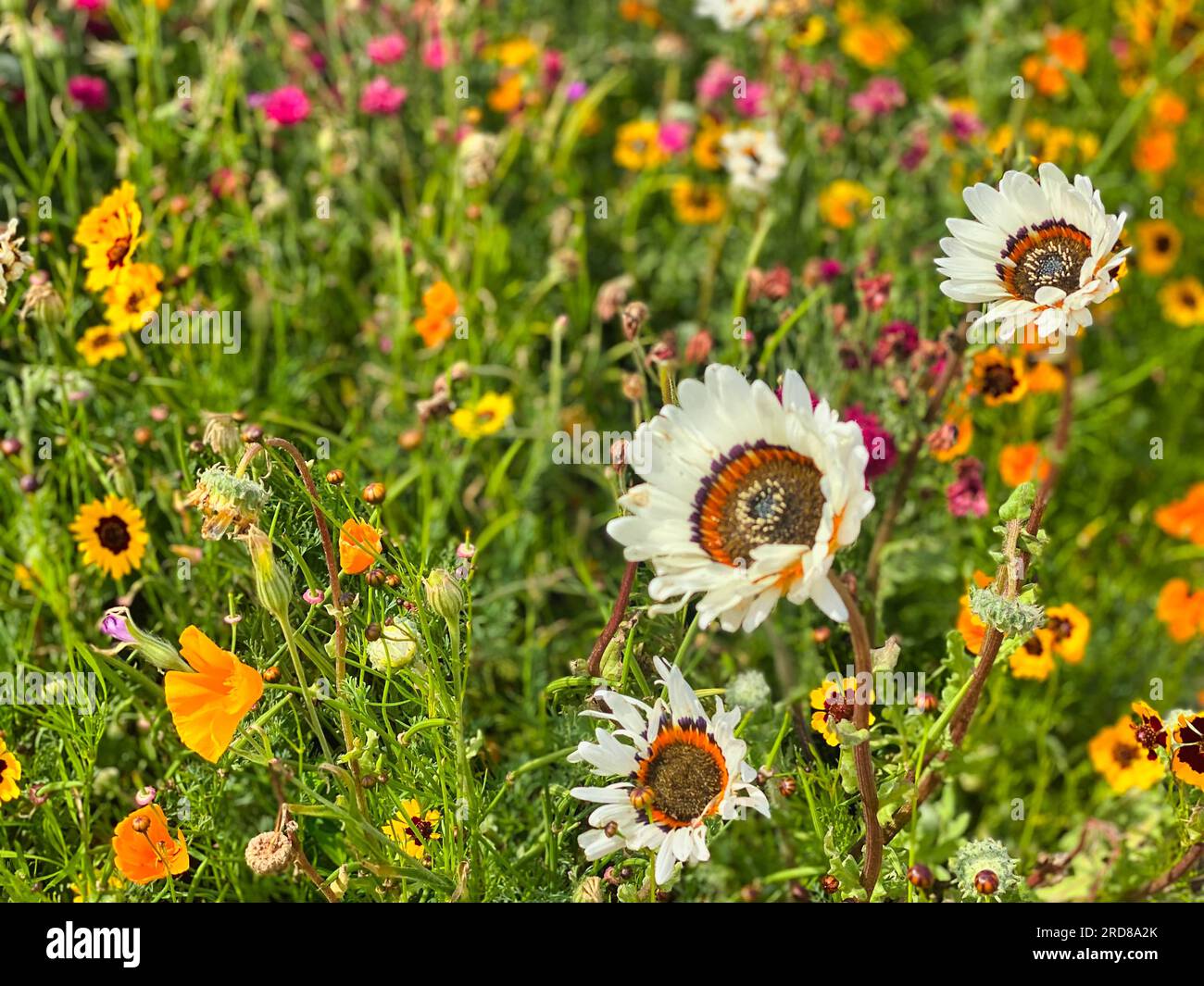 Wild colourful Summer flowers in the UK Stock Photo - Alamy