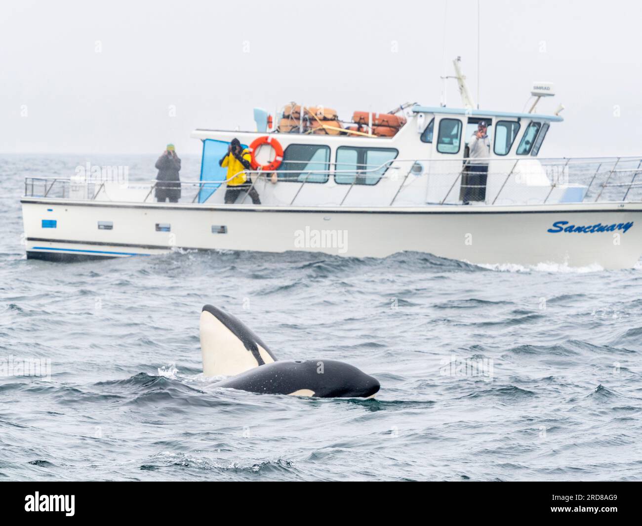 A pod of transient killer whales (Orcinus orca), catching and killing a harbor porpoise in Monterey Bay Marine Sanctuary, California, USA Stock Photo