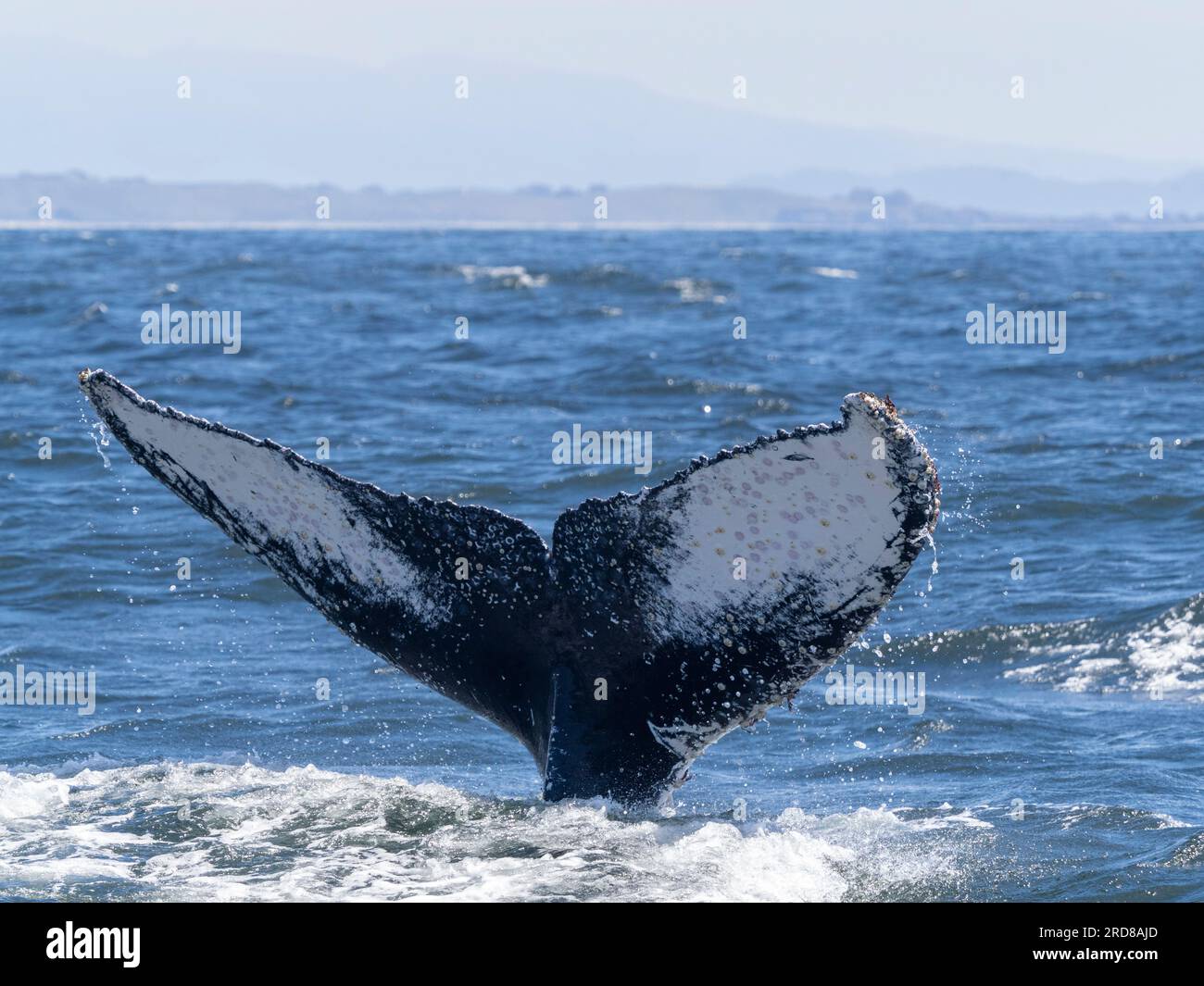 An adult humpback whale (Megaptera novaeangliae), flukes up dive in Monterey Bay Marine Sanctuary, California, United States of America, North America Stock Photo