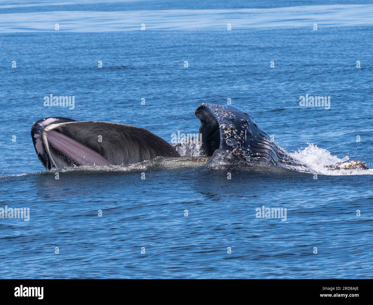 An adult humpback whale (Megaptera novaeangliae), surface lunge feeding in Monterey Bay Marine Sanctuary, California, USA Stock Photo