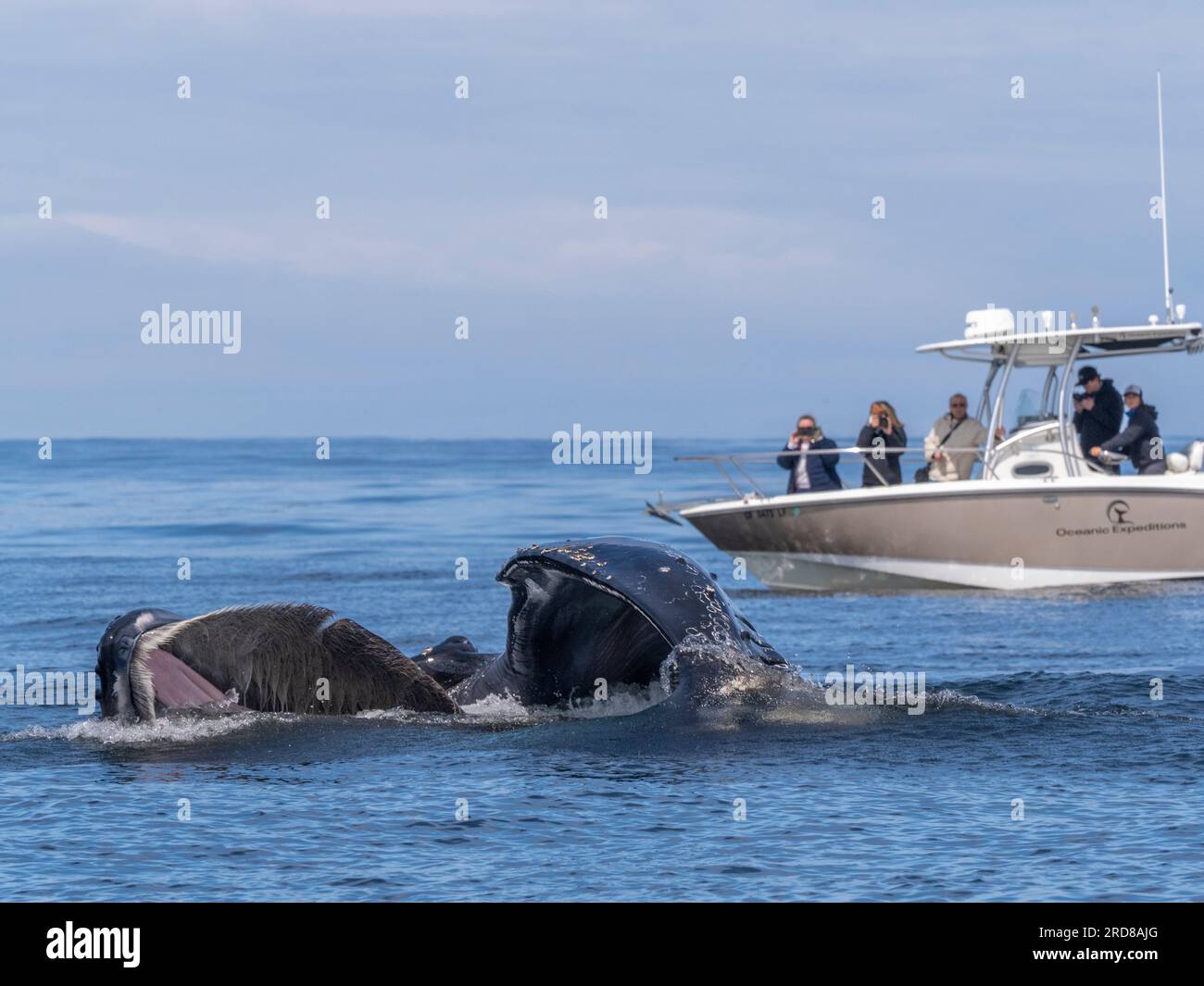 An adult humpback whale (Megaptera novaeangliae), surface lunge feeding in Monterey Bay Marine Sanctuary, California, USA Stock Photo
