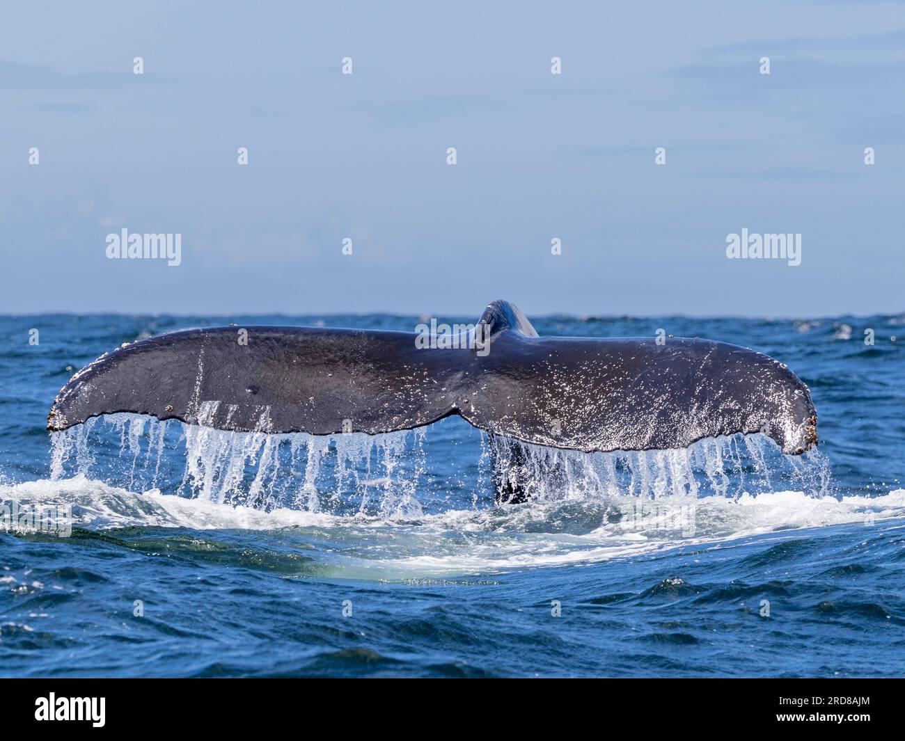 An adult humpback whale (Megaptera novaeangliae), flukes up dive in Monterey Bay Marine Sanctuary, California, United States of America, North America Stock Photo