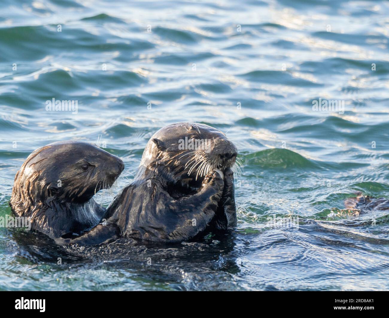 Mother and pup sea otter (Enhydra lutris), together in Monterey Bay National Marine Sanctuary, California, United States of America, North America Stock Photo