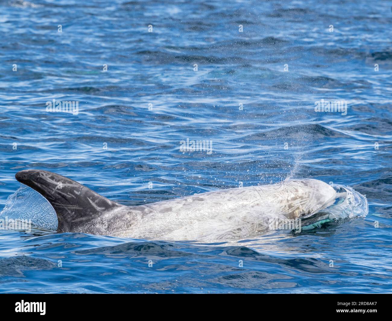 Adult Risso's dolphins (Grampus griseus), surfacing near shore in Monterey Bay Marine Sanctuary, California, United States of America, North America Stock Photo