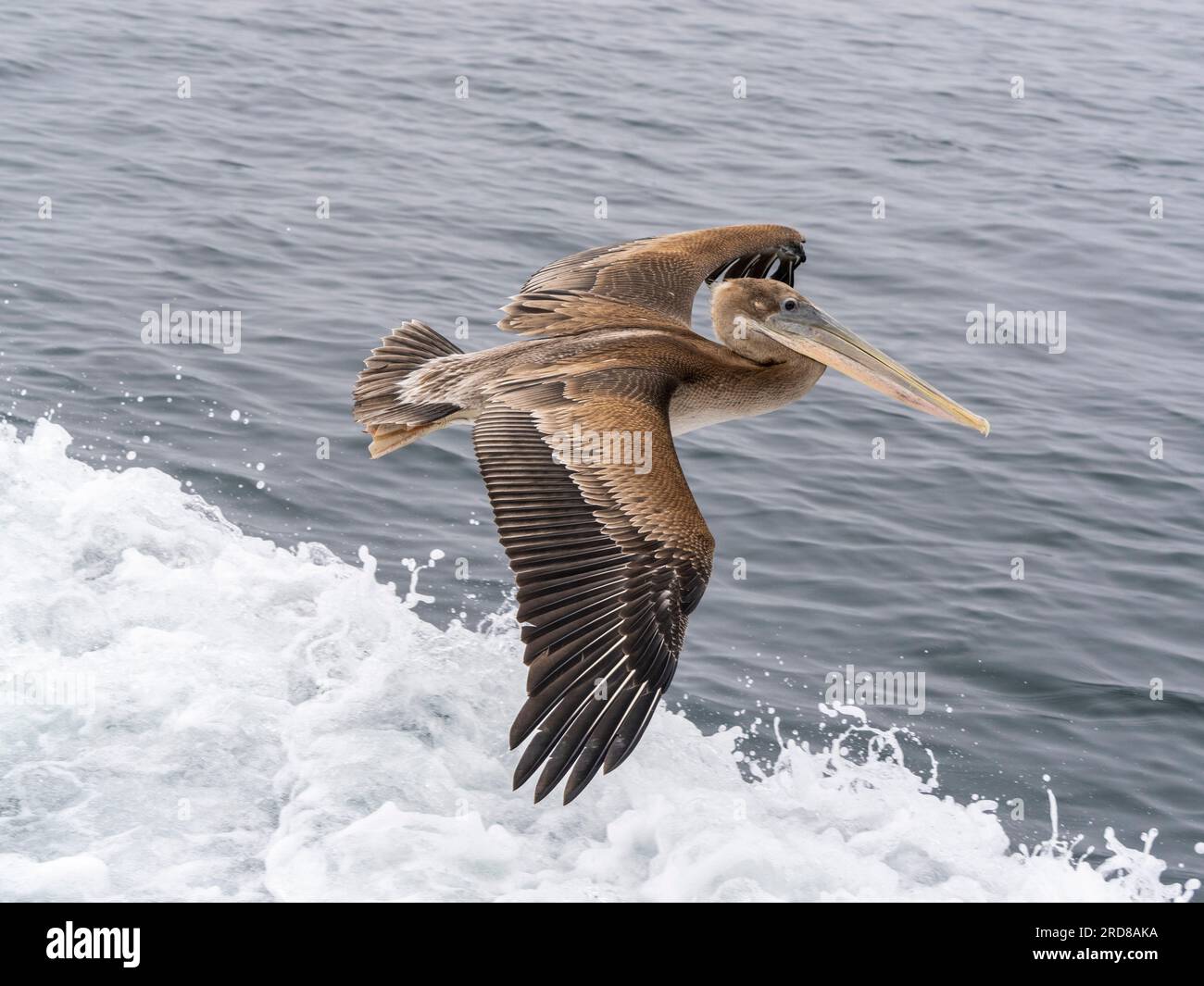 Juvenile brown pelican (Pelecanus occidentalis), in flight in Monterey Bay Marine Sanctuary, Monterey, California, USA Stock Photo