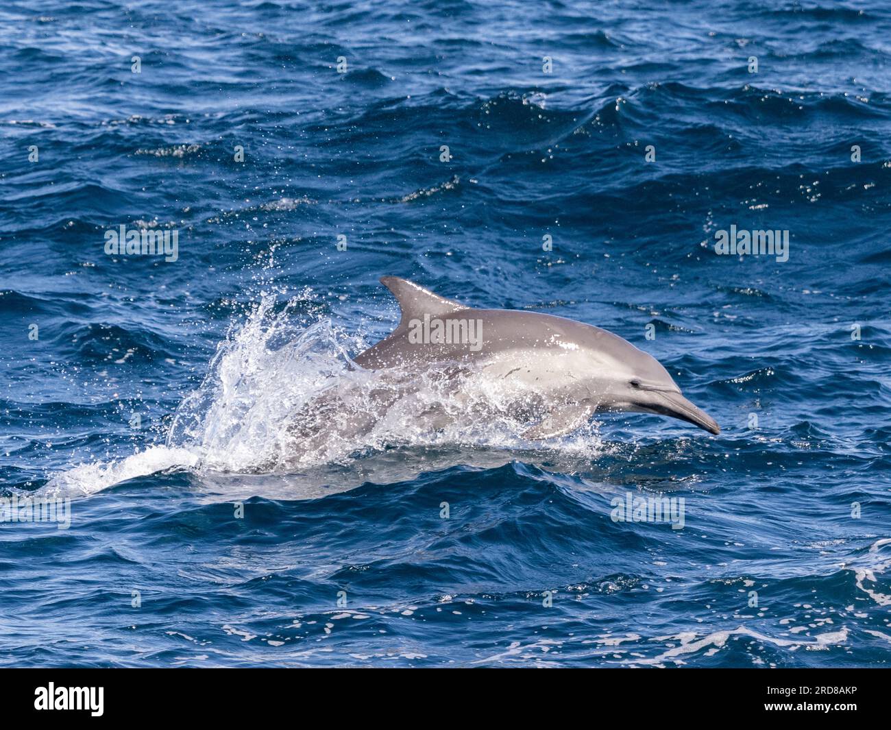 Common dolphin (Delphinus delphis), leaping in the San Jose Channel, Baja California Sur, Mexico, North America Stock Photo