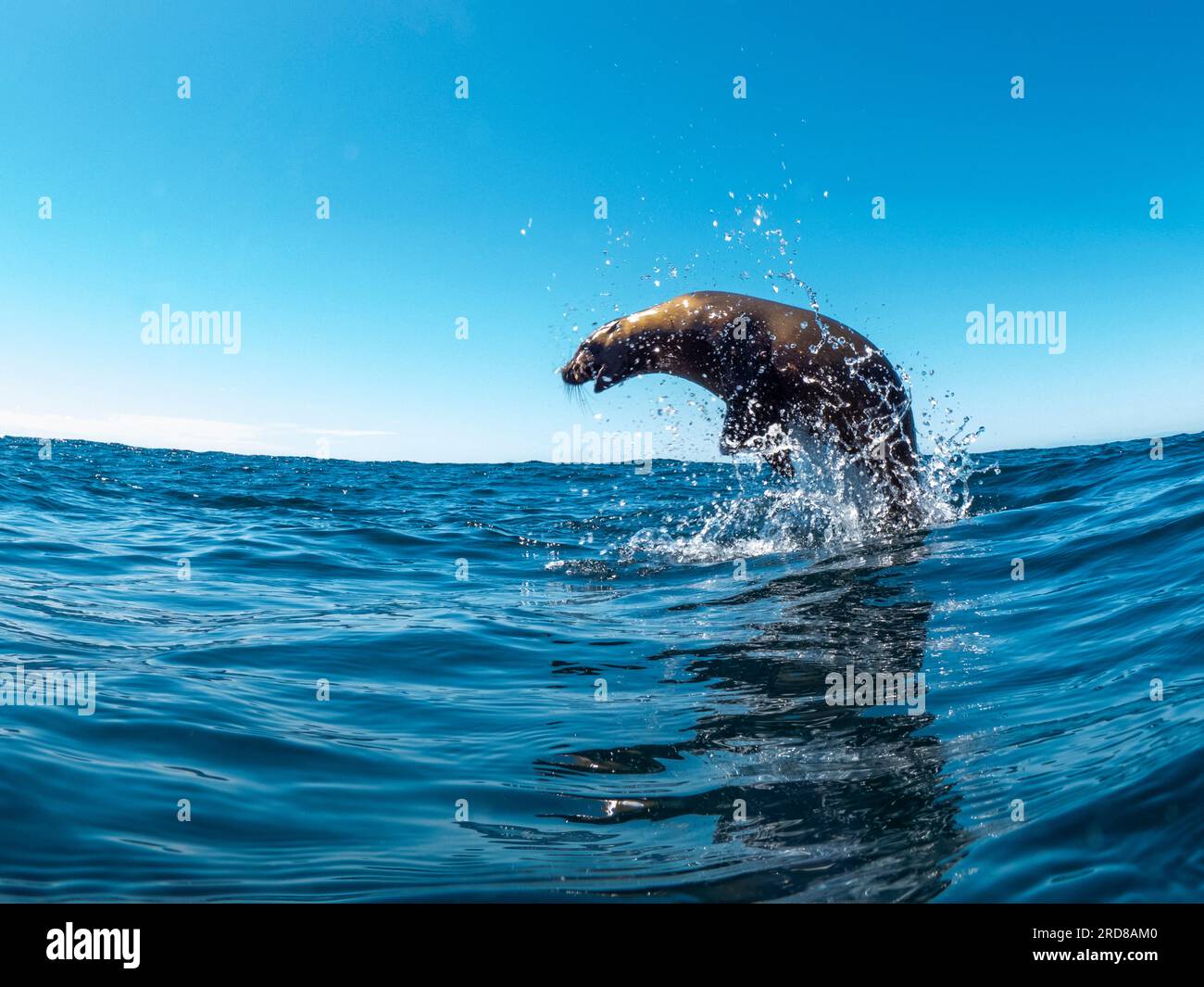 Excited California sea lion (Zalophus californianus), leaping from the water, Isla San Pedro Martir, Baja California, Mexico, North America Stock Photo