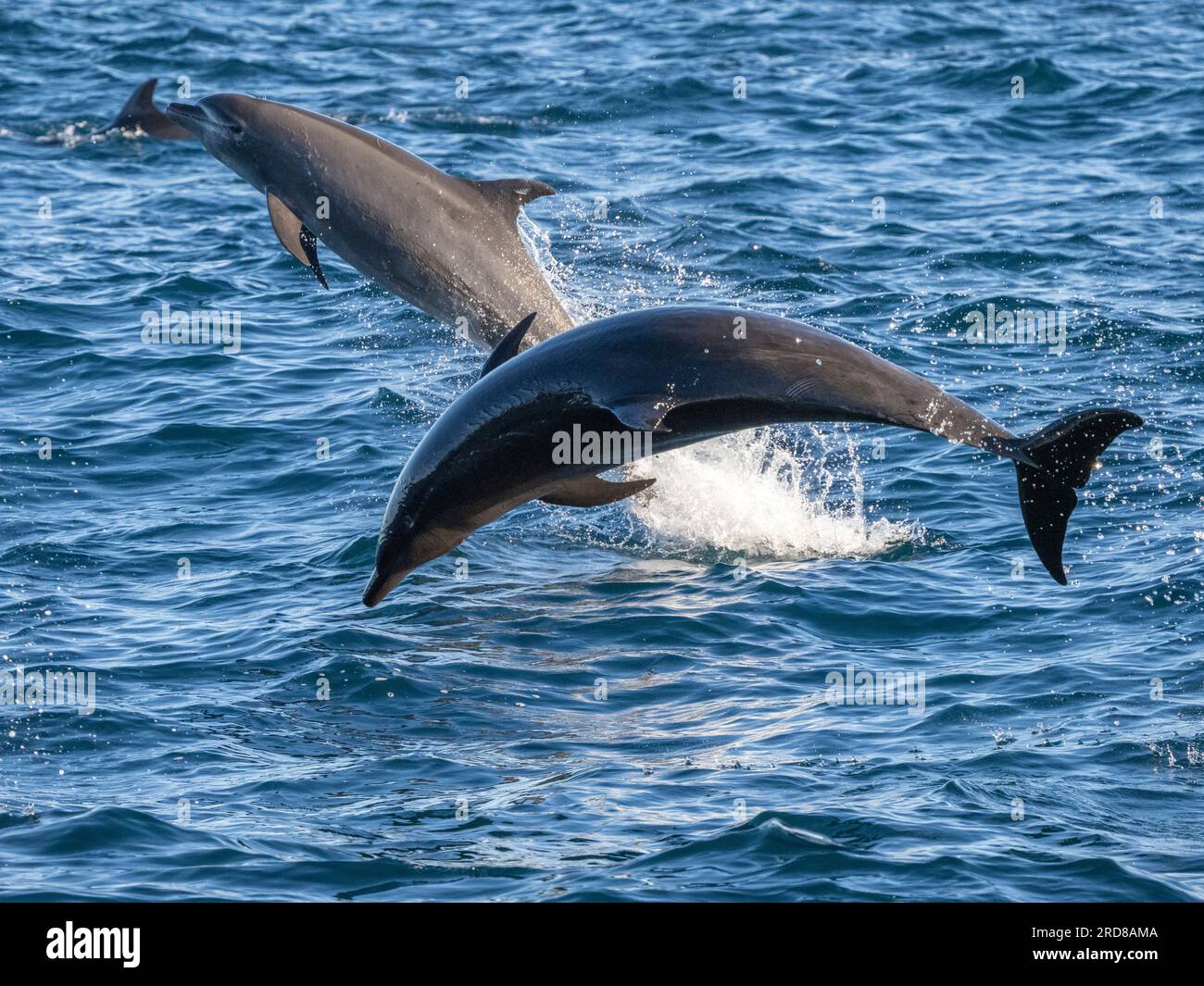 Adult common bottlenose dolphins (Tursiops truncatu)s, leaping off Isla San Jose, Baja California Sur, Mexico, North America Stock Photo