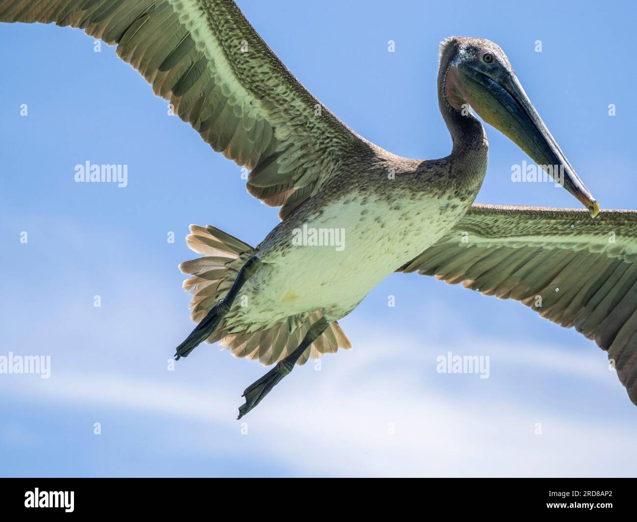 Juvenile brown pelican (Pelecanus occidentali)s, in flight in Concepcion Bay, Baja California