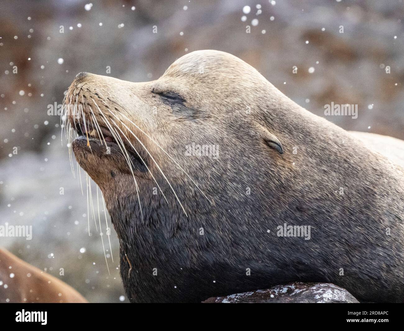 Adult male California sea lion (Zalophus californianus), head detail at Los Islotes, Baja California Sur, Mexico, North America Stock Photo