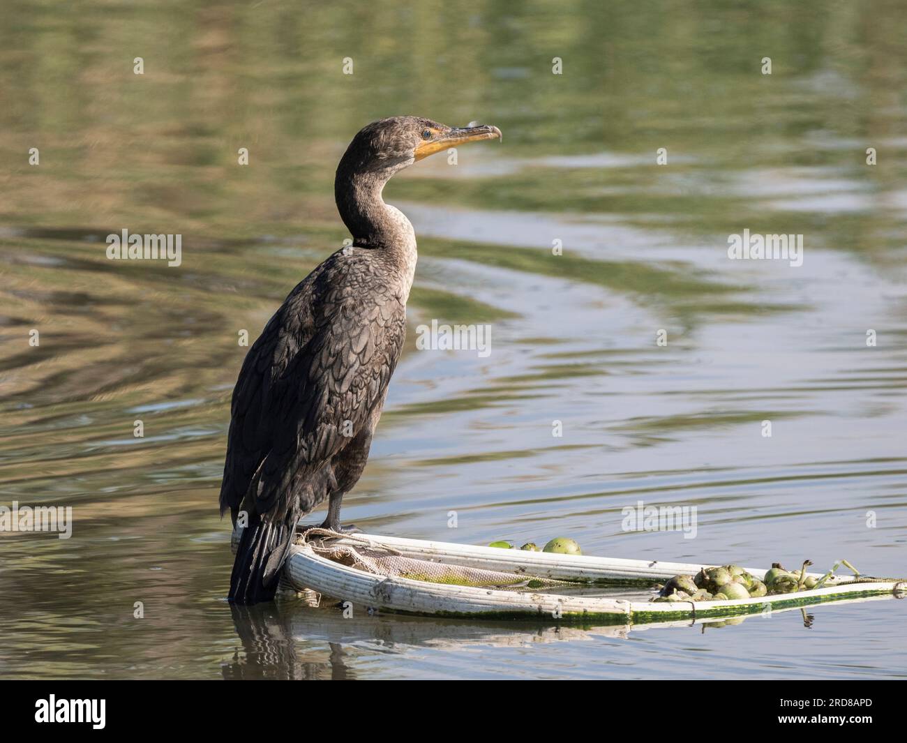 Adult double-crested cormorant (Nannopterum auritum), on palm tree, San Jose del Cabo, Baja California Sur, Mexico, North America Stock Photo