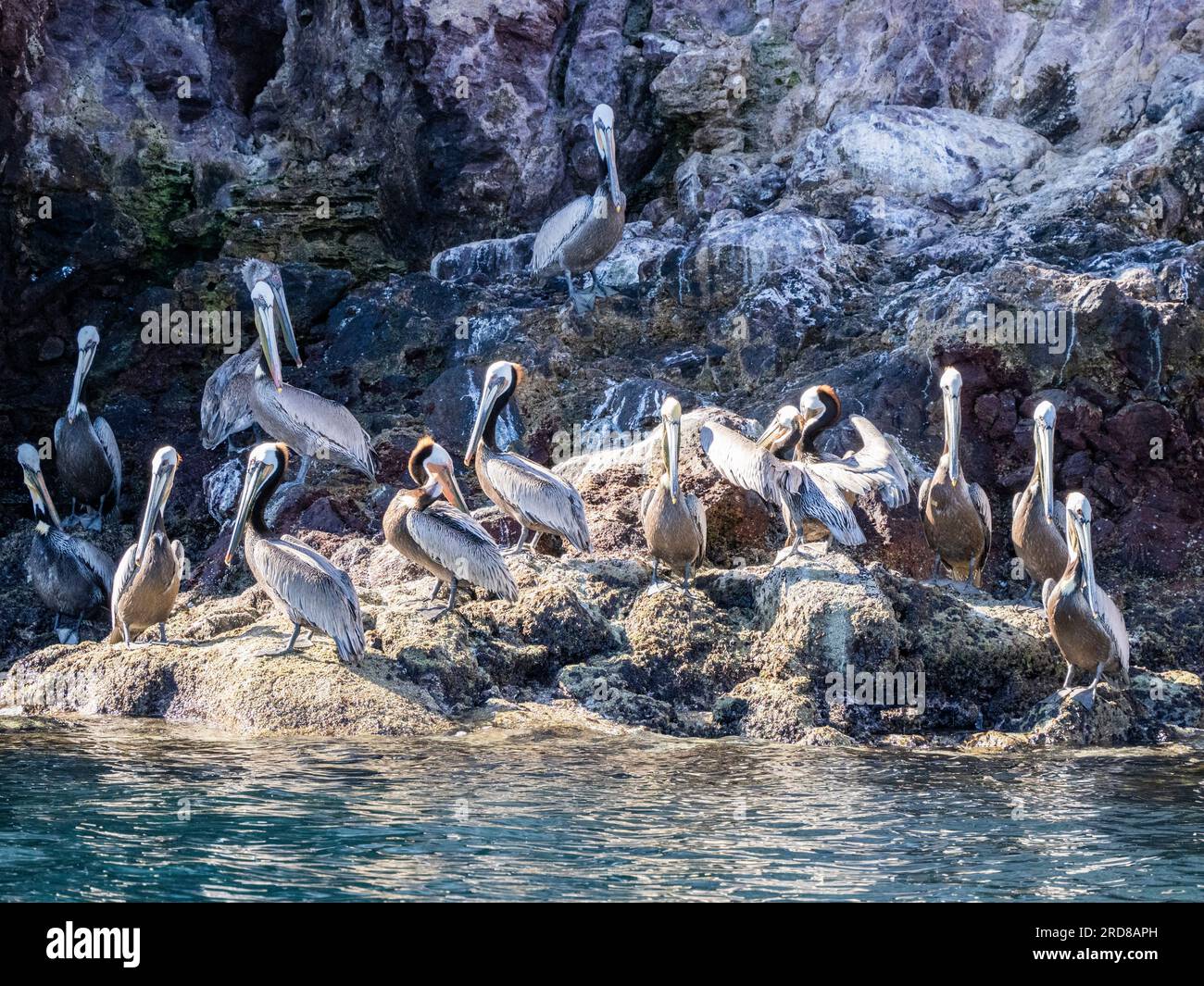 Adult brown pelicans (Pelecanus occidentalis), sunbathing near Isla San Pedro Martir, Baja California, Mexico, North America Stock Photo