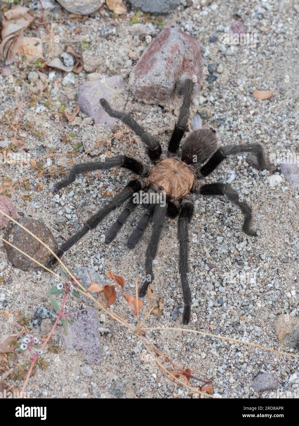 Adult tarantula (Aphonopelma spp.), found near San Jose del Cabo, Baja California Sur, Mexico, North America Stock Photo