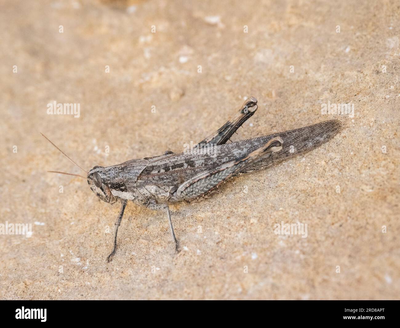 Papa Capim Sporophila Ardesiaca Graybacked Grasshopper Stock Photo  1652076319