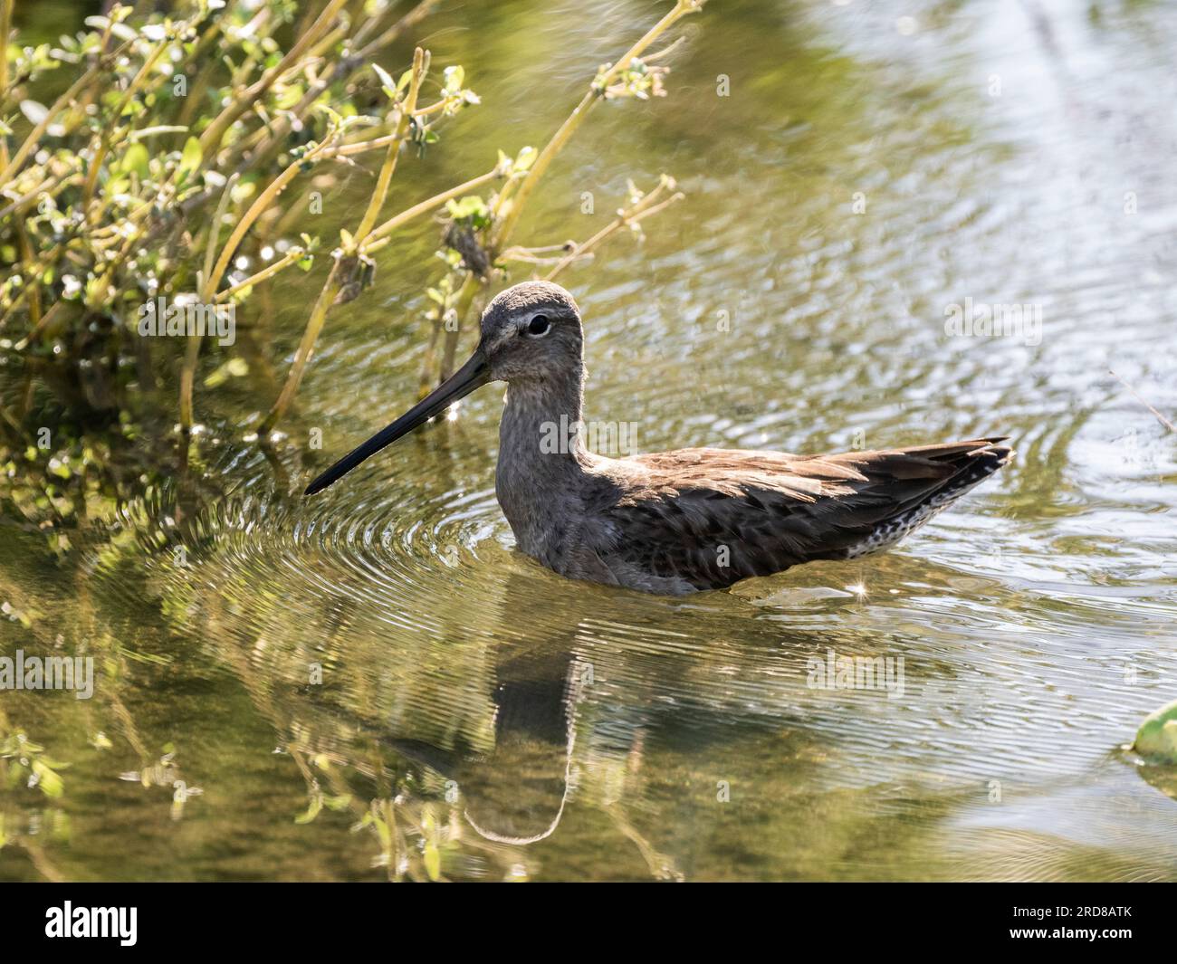Adult long-billed dowitcher (Limnodromus scolopaceus), in a lagoon near San Jose del Cabo, Baja California Sur, Mexico, North America Stock Photo