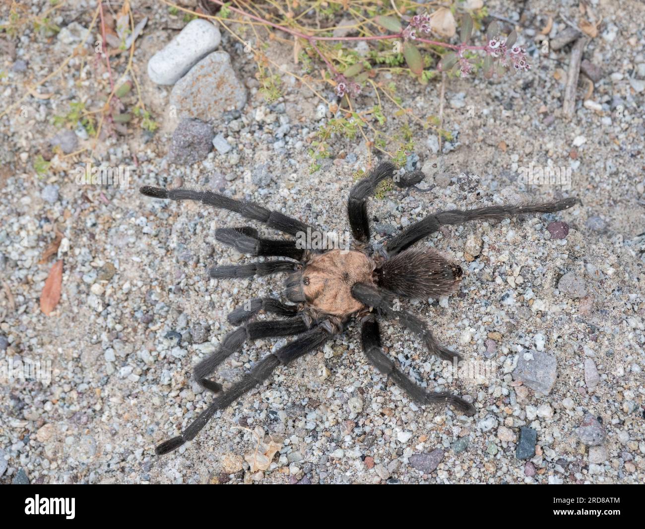 Adult tarantula (Aphonopelma spp)., found near San Jose del Cabo, Baja California Sur, Mexico, North America Stock Photo