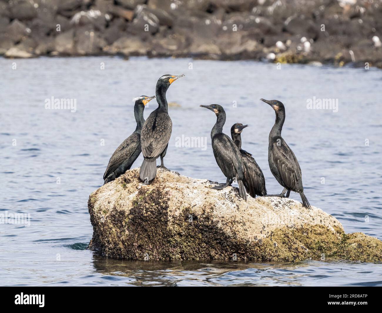 Atp On The Rocks Adult double-crested cormorants (Nannopterum auritum) on offshore rock ...