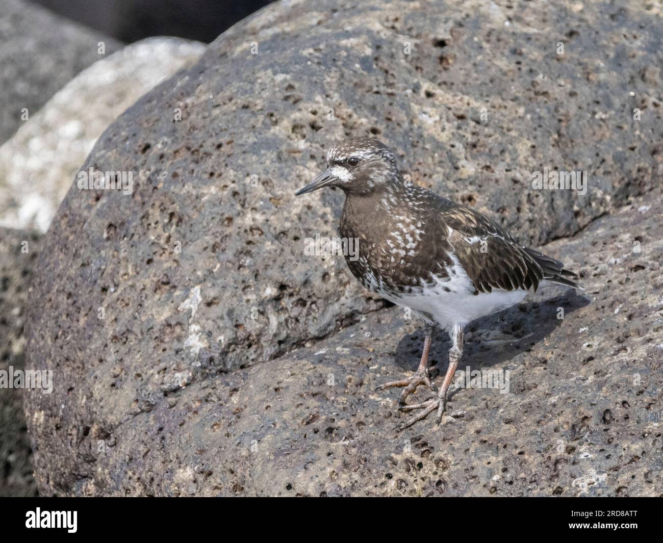 Adult black turnstone (Arenaria melanocephala), hunting along the shoreline of Isla Rasa, Baja California, Mexico, North America Stock Photo