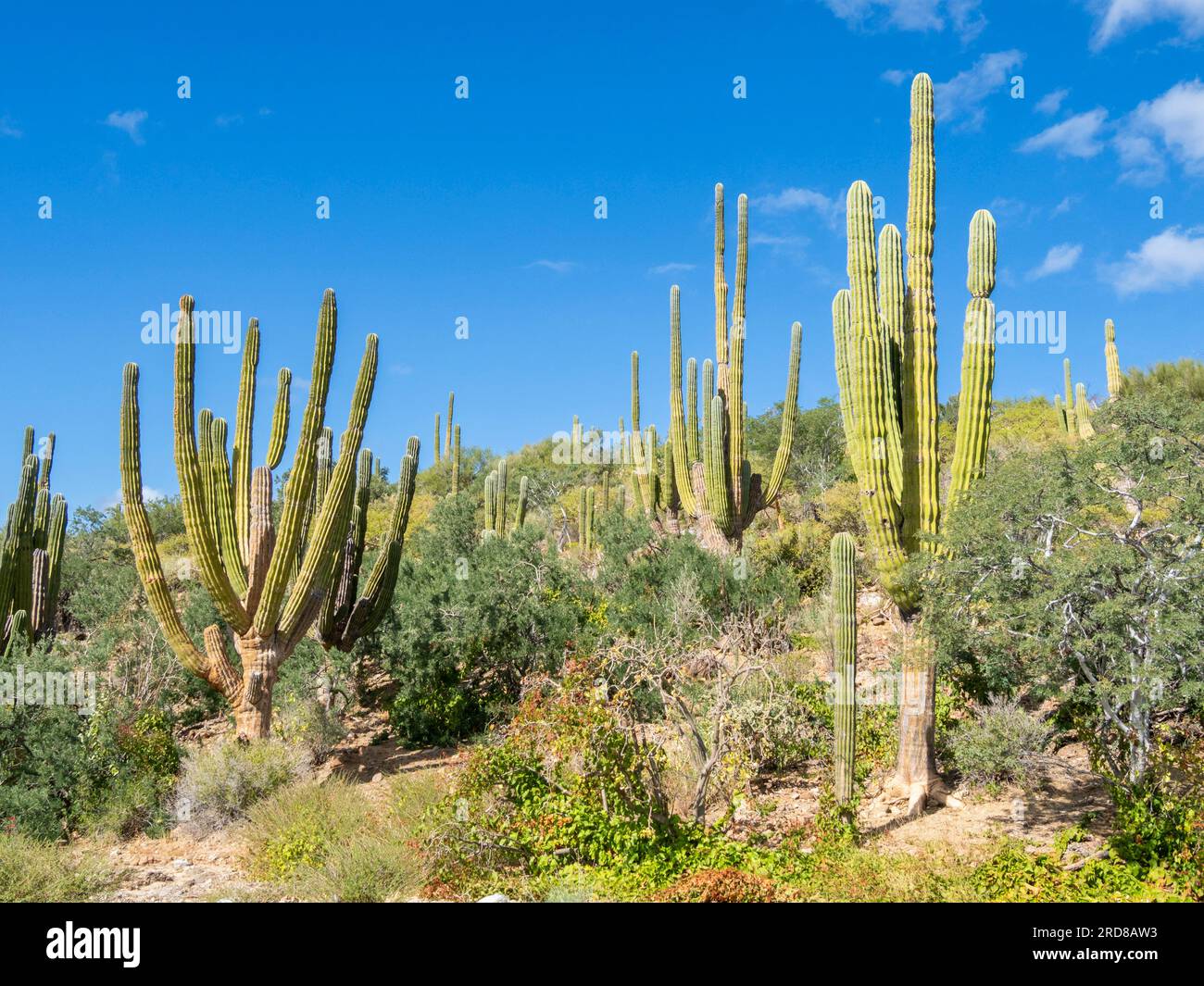 Cardon cactus (Pachycereus pringlei) forest on Isla San Jose, Baja California Sur, Mexico, North America Stock Photo