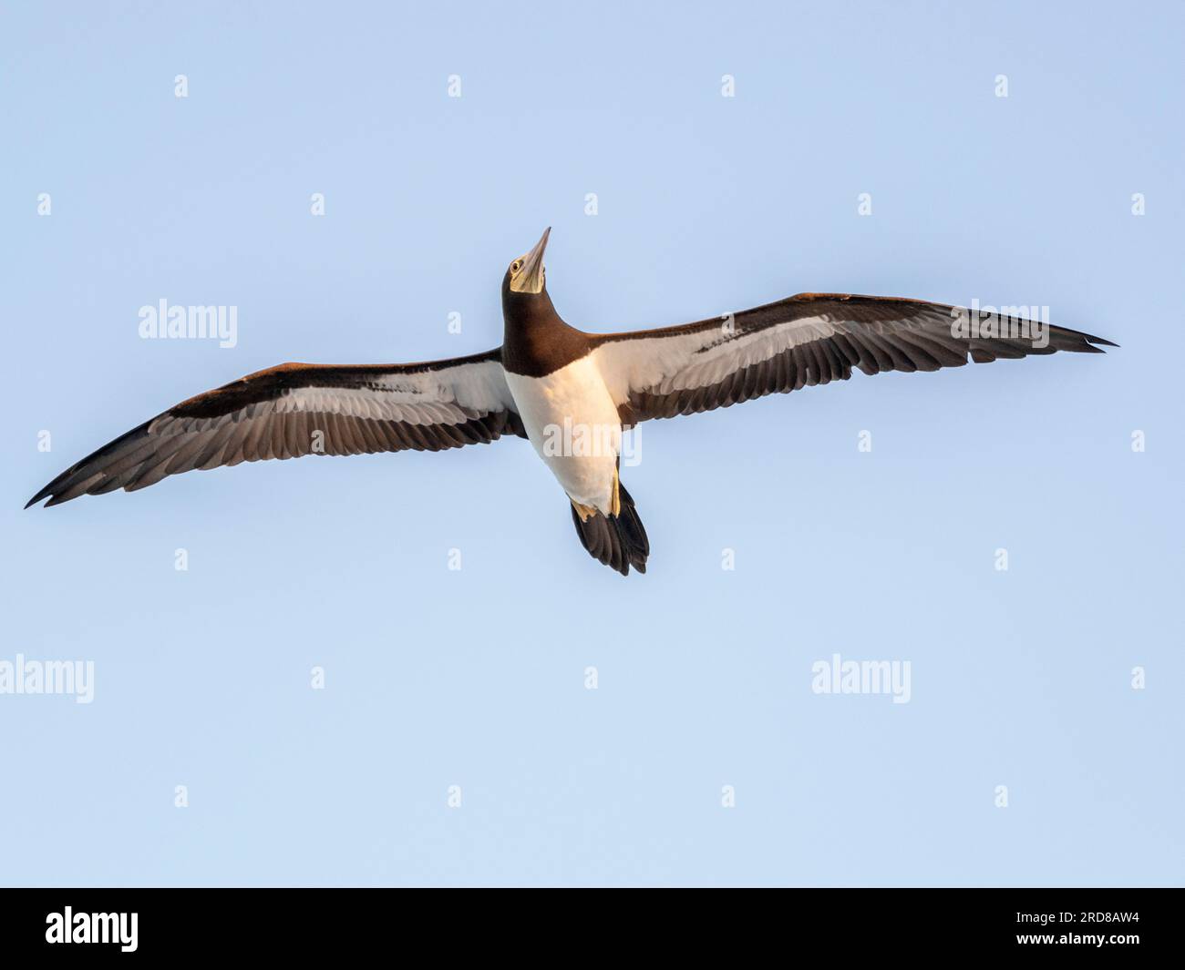 An adult brown booby (Sula leucogaster) in flight, near Coiba Island, Panama, Central America Stock Photo