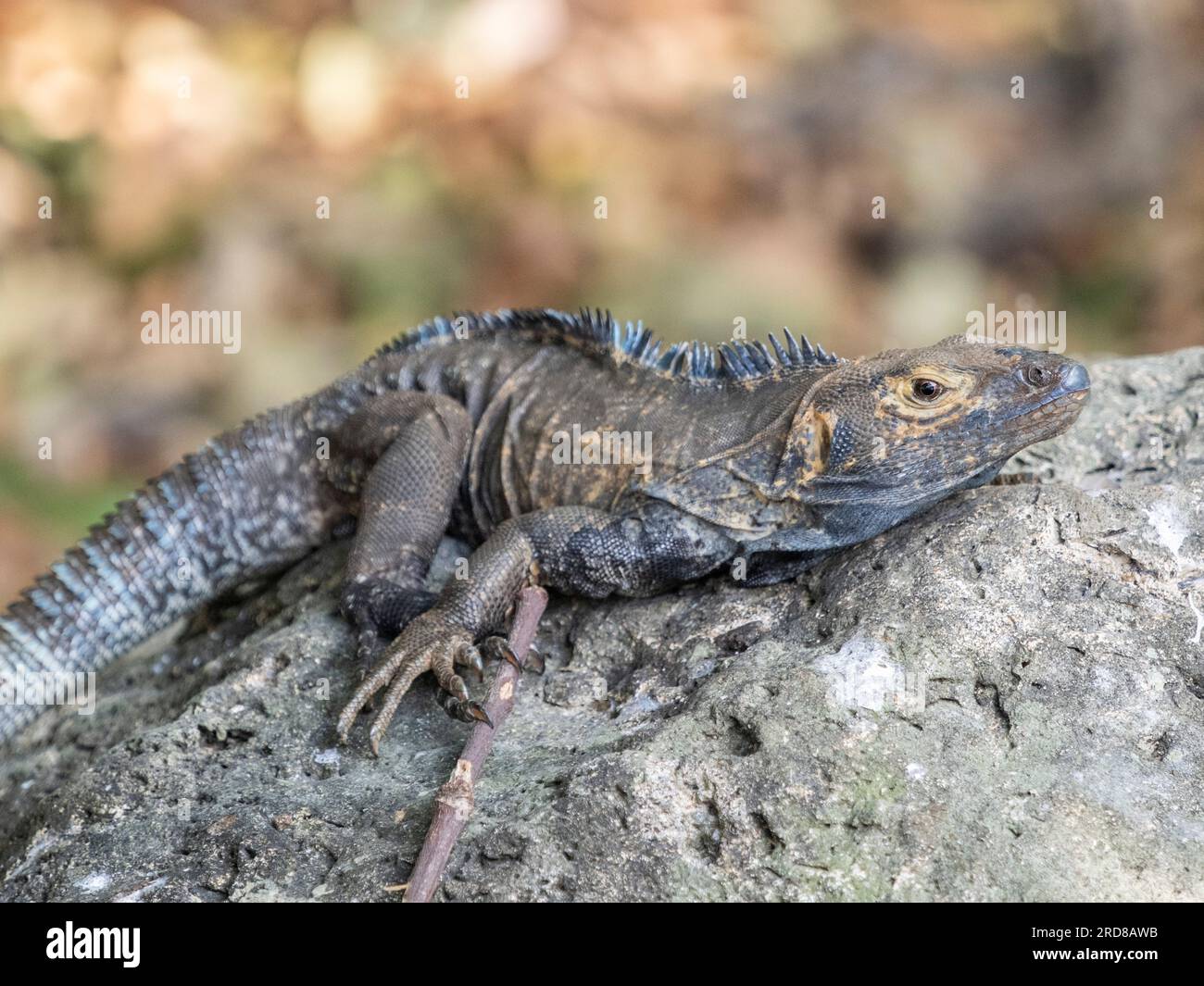 An adult black spiny-tailed iguana (Ctenosaura similis), on the ground on Barro Colorado Island, Panama, Central America Stock Photo