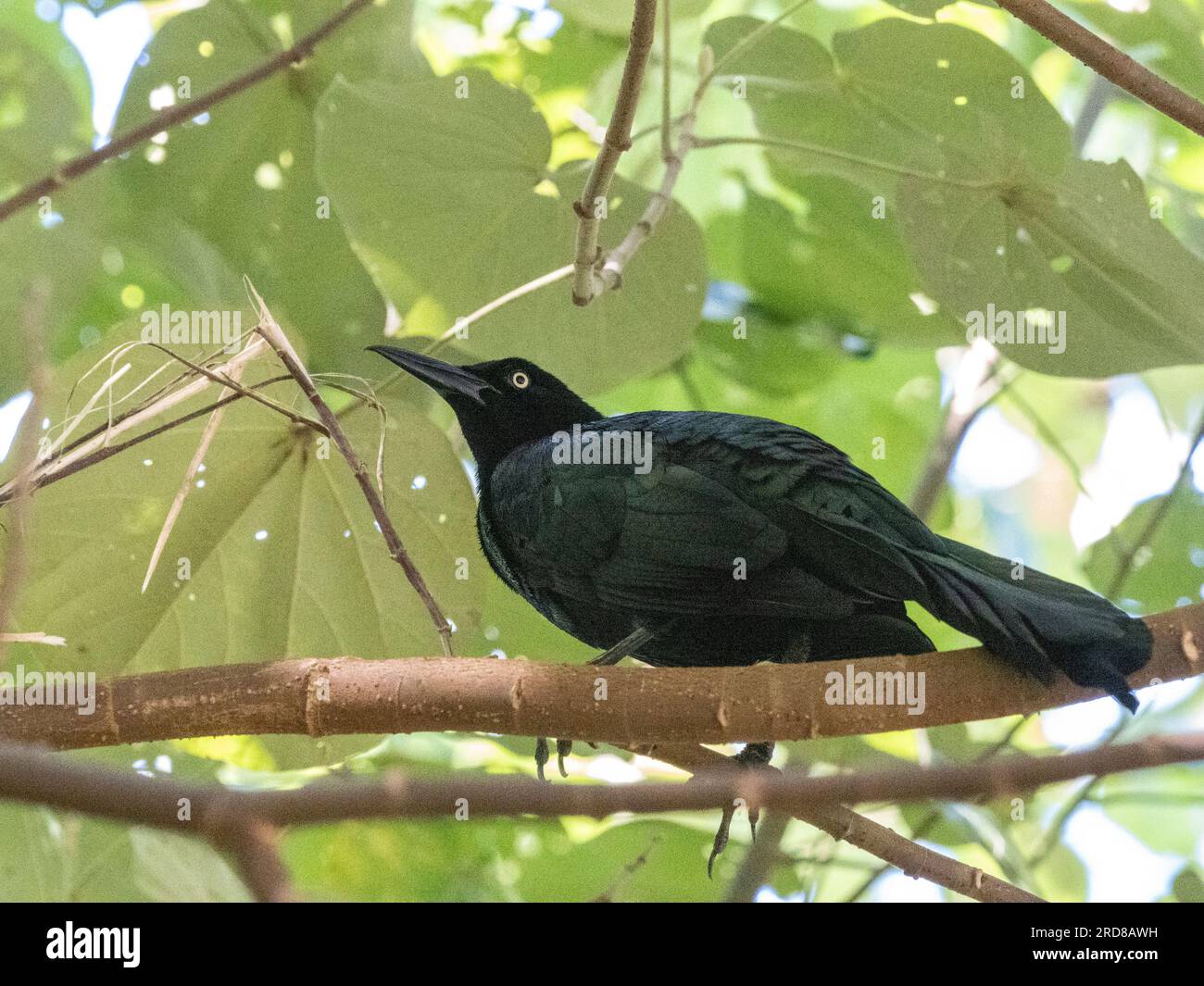 Adult great-tailed grackle (Quiscalus mexicanus), perched in a tree on Coiba Island, Panama, Central America Stock Photo